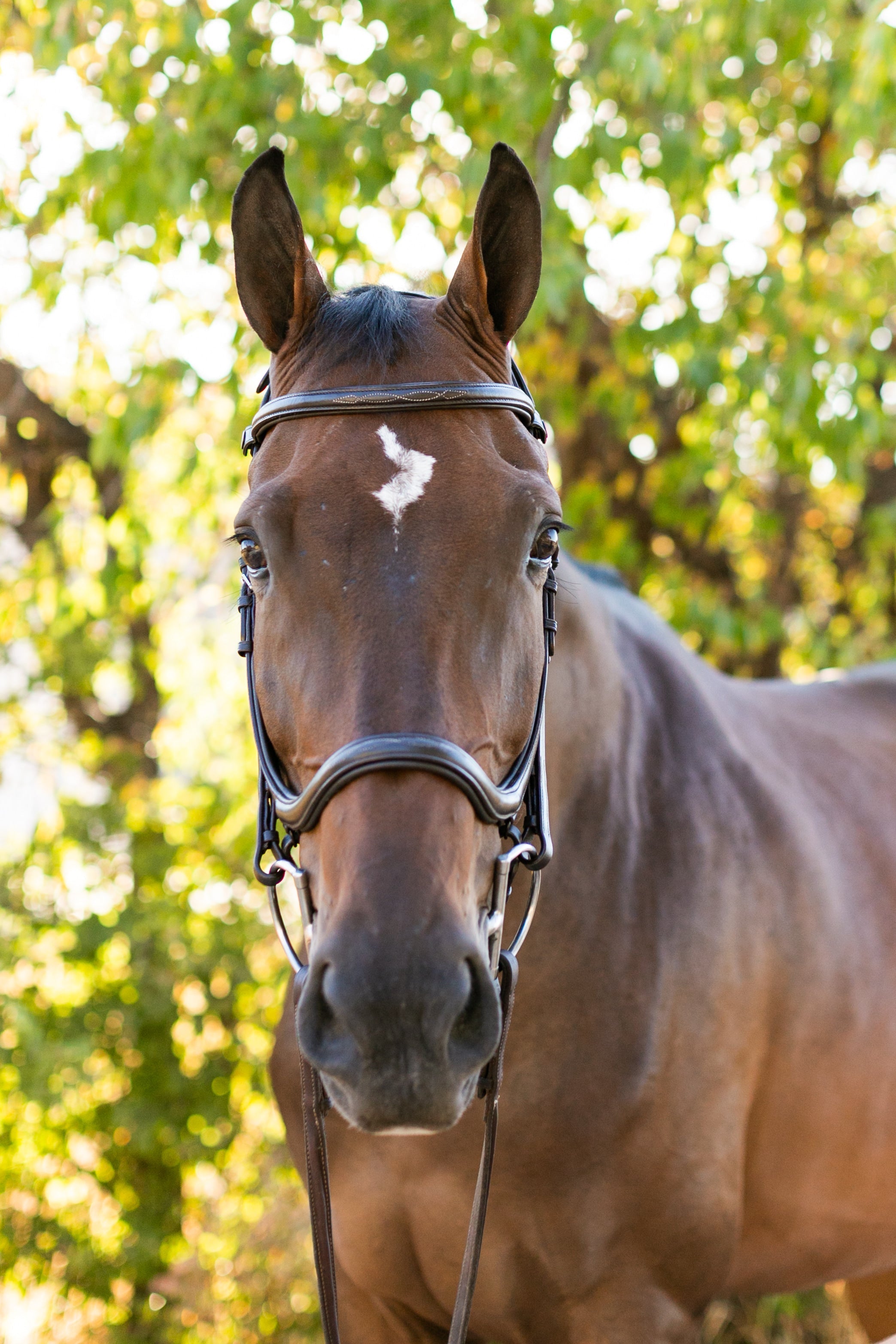 Ellany Noland Schooling Anatomical Bridle - Ellany - Equiluxe Tack