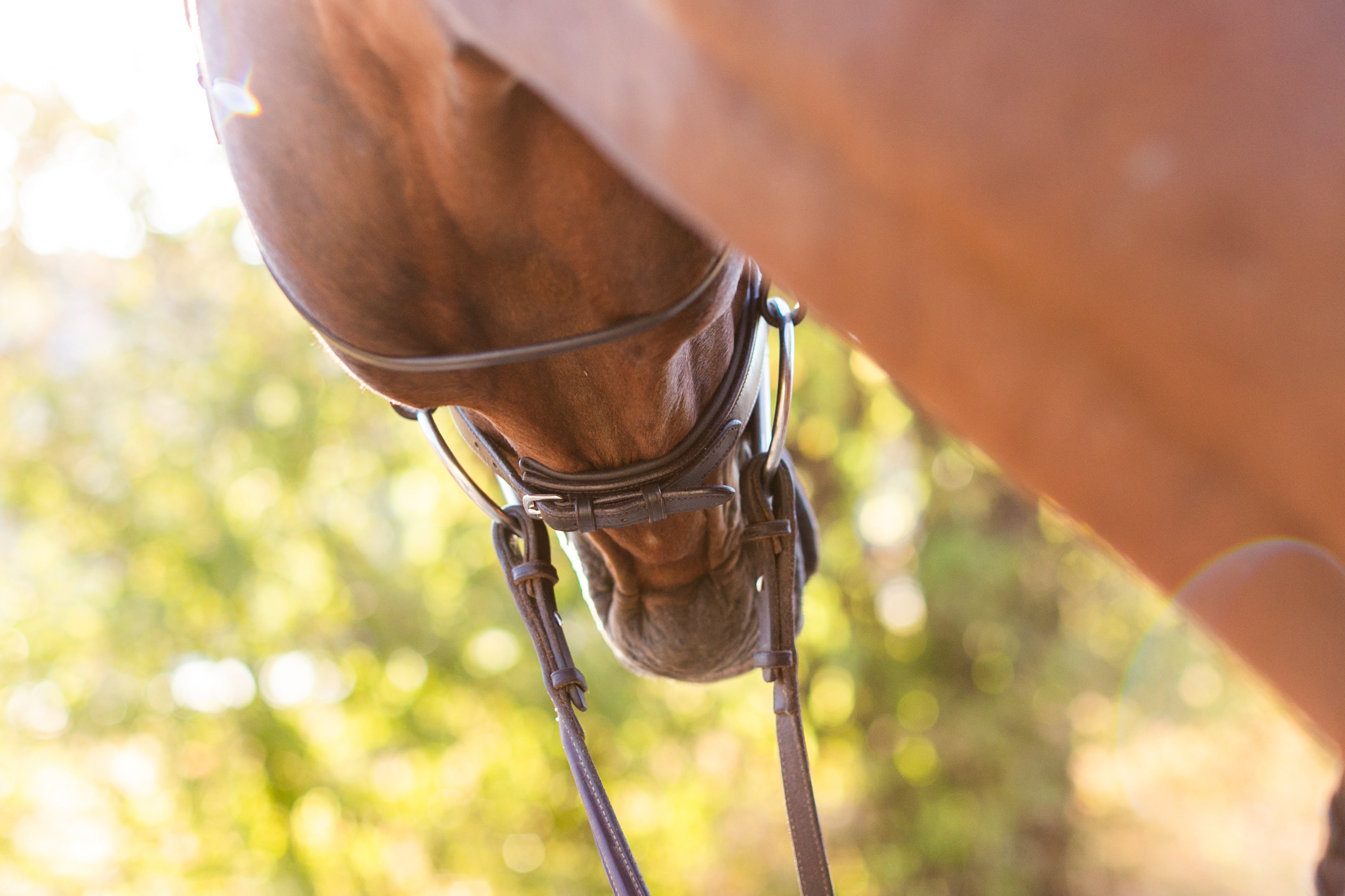 Ellany Noland Schooling Hunter Bridle - Ellany - Equiluxe Tack