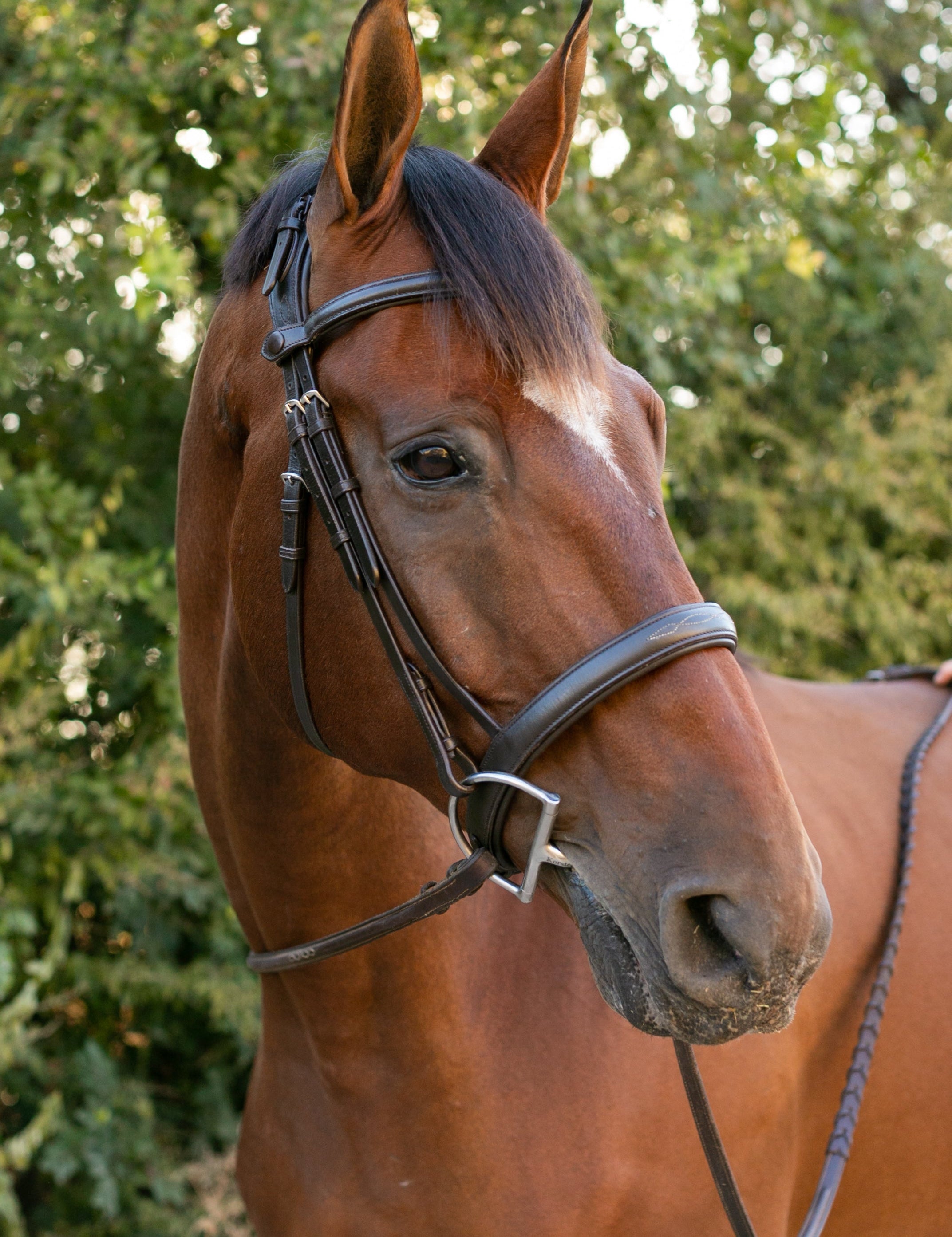 Ellany Noland Schooling Hunter Bridle - Ellany - Equiluxe Tack