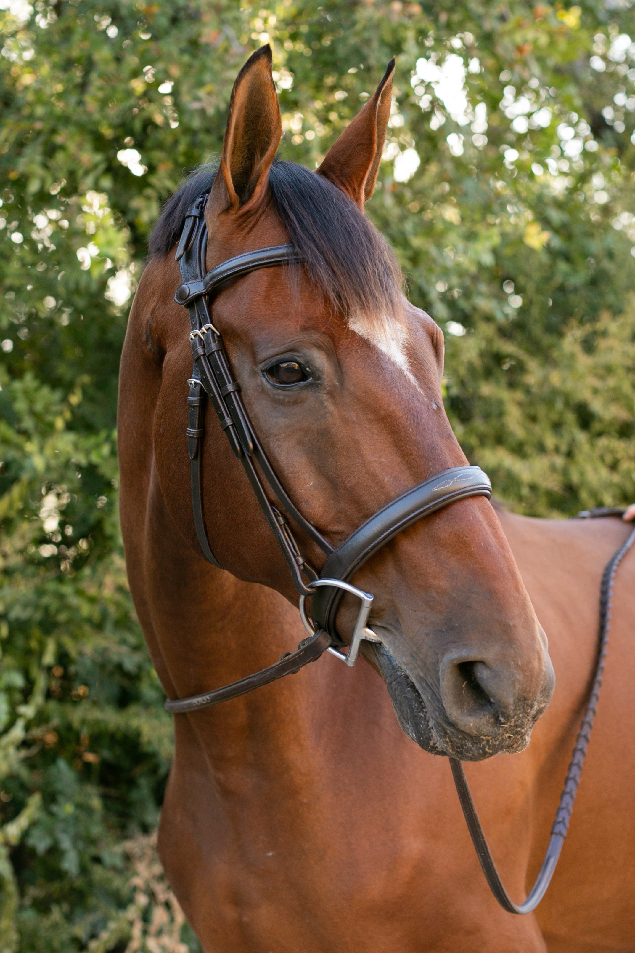 Ellany Noland Schooling Hunter Bridle - Ellany - Equiluxe Tack