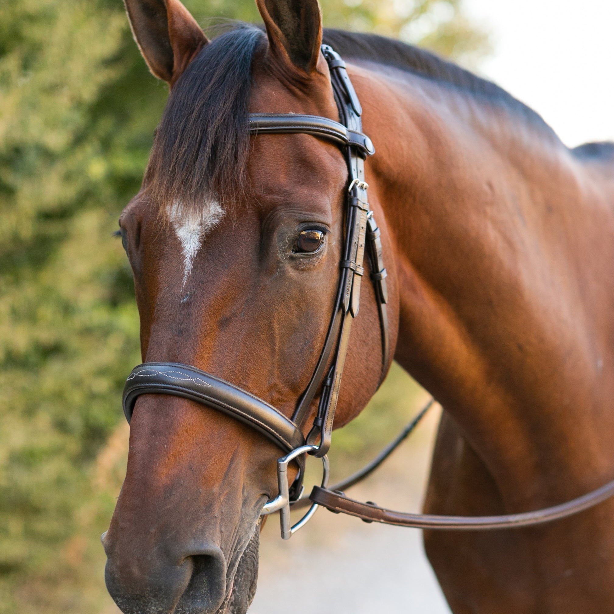 Ellany Noland Schooling Hunter Bridle - Ellany - Equiluxe Tack