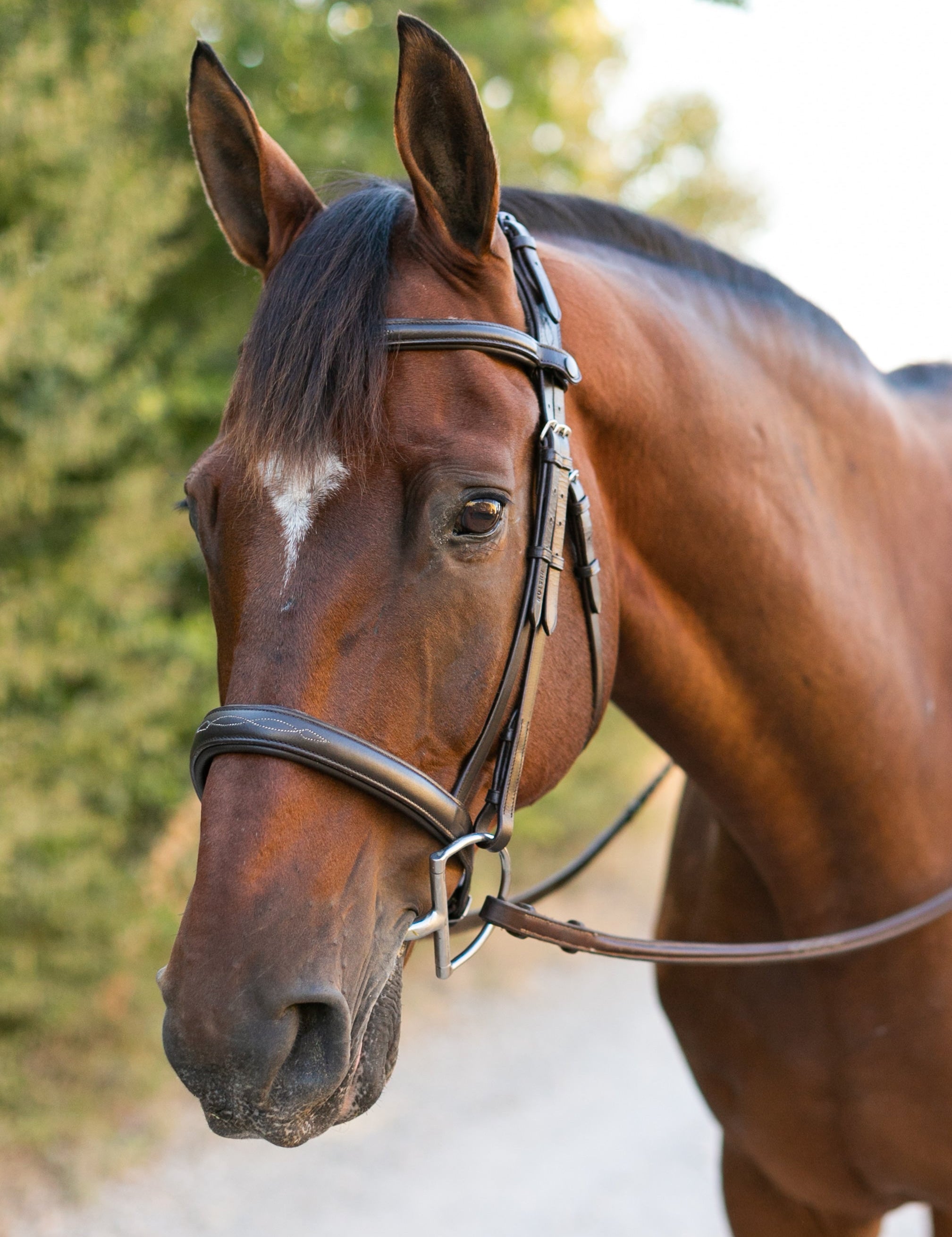 Ellany Noland Schooling Hunter Bridle - Ellany - Equiluxe Tack
