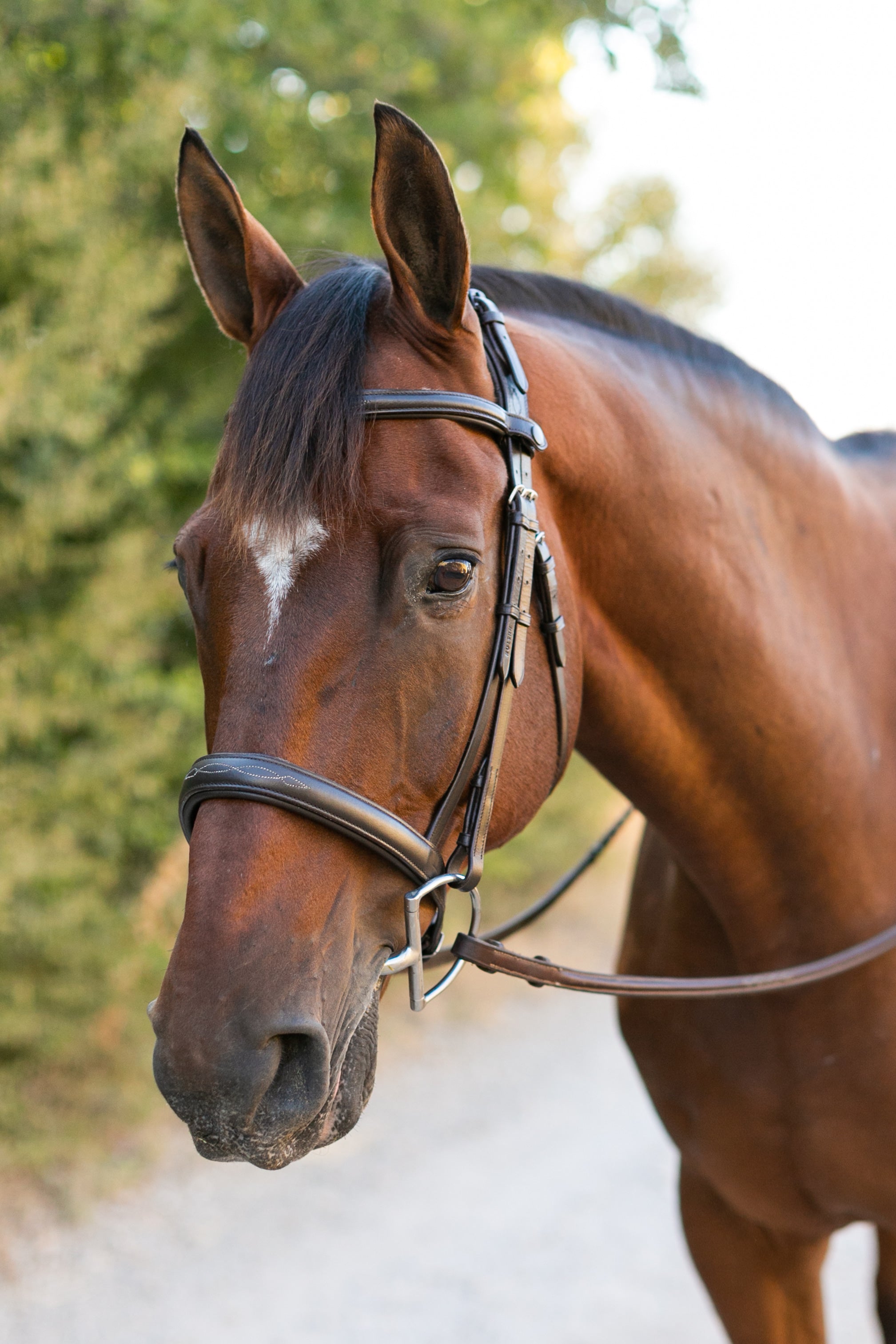 Ellany Noland Schooling Hunter Bridle - Ellany - Equiluxe Tack