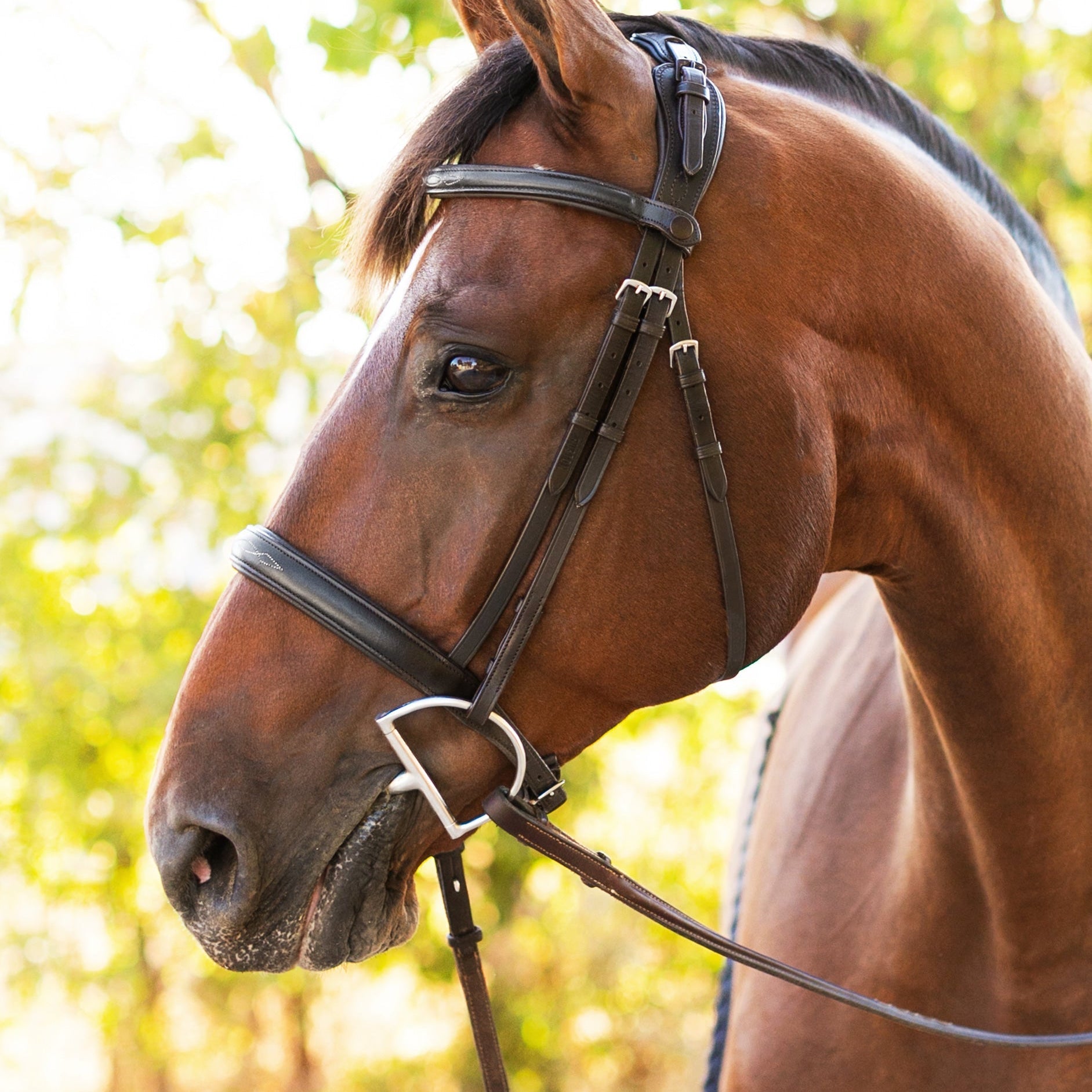 Ellany Noland Schooling Hunter Bridle - Ellany - Equiluxe Tack