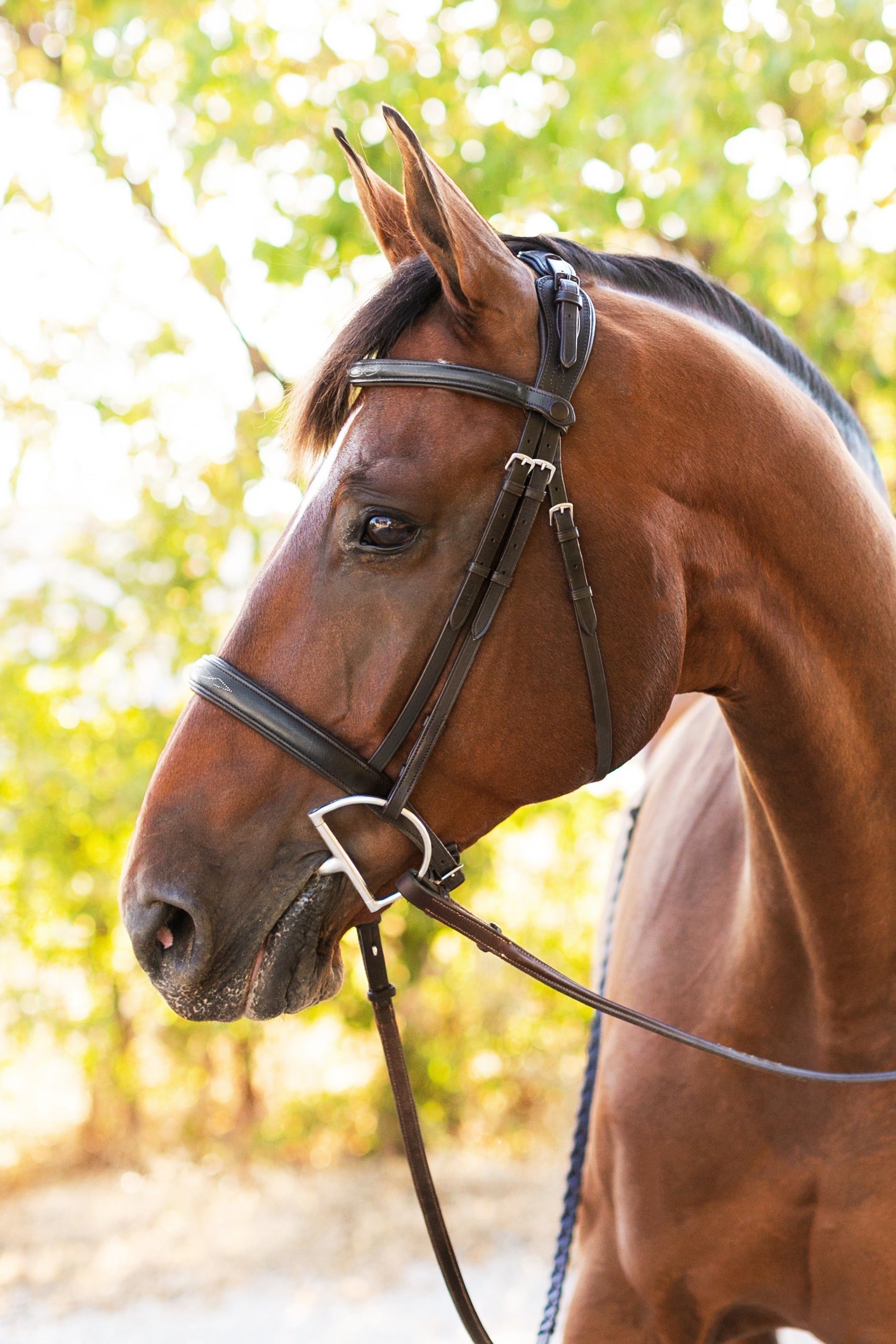 Ellany Noland Schooling Hunter Bridle - Ellany - Equiluxe Tack