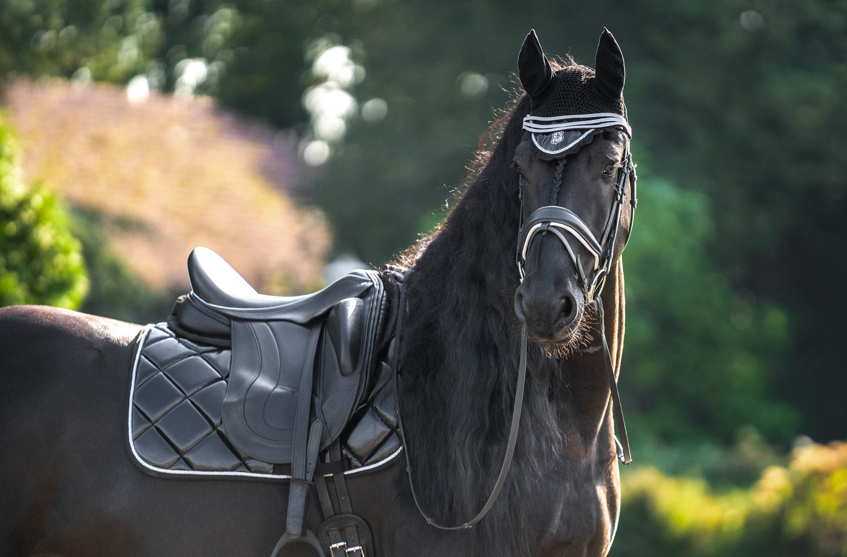 Equestroom Black Ink Saddle Pad (Limited Edition) - Equestroom - Equiluxe Tack