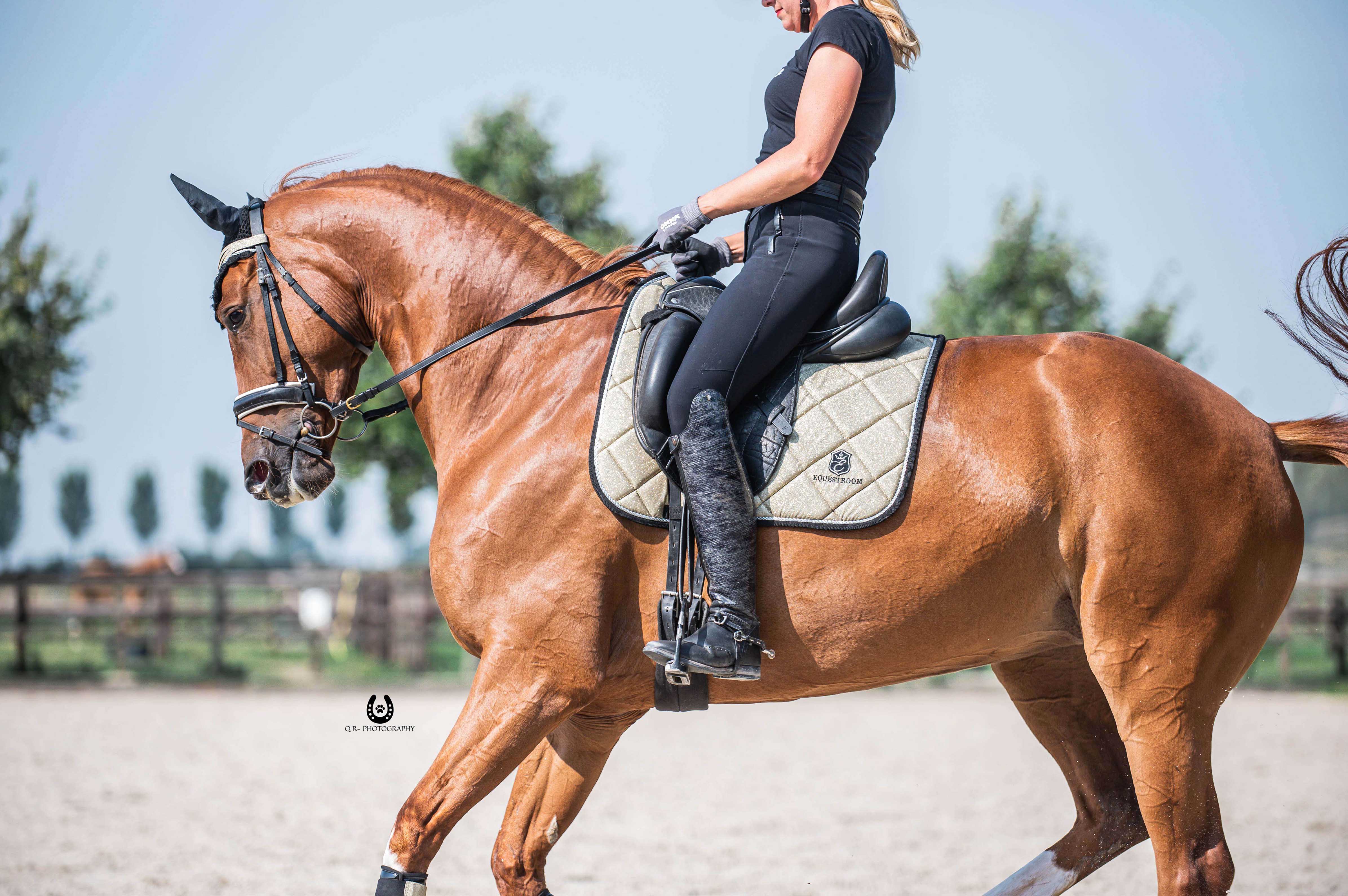 Equestroom Champagne Saddle Pad - Equestroom - Equiluxe Tack