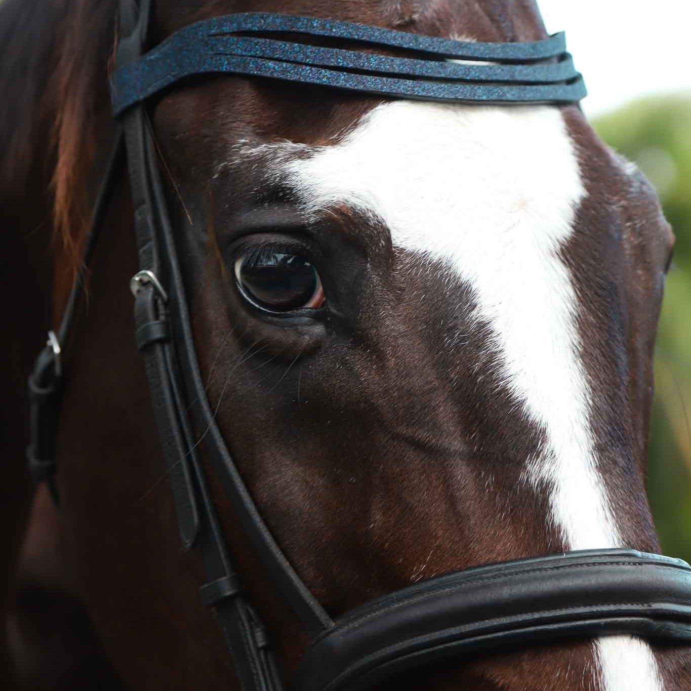 Equestroom Deep Sapphire Browband - Equestroom - Equiluxe Tack