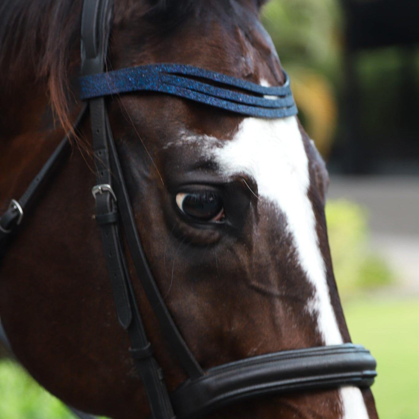 Equestroom Deep Sapphire Browband - Equestroom - Equiluxe Tack