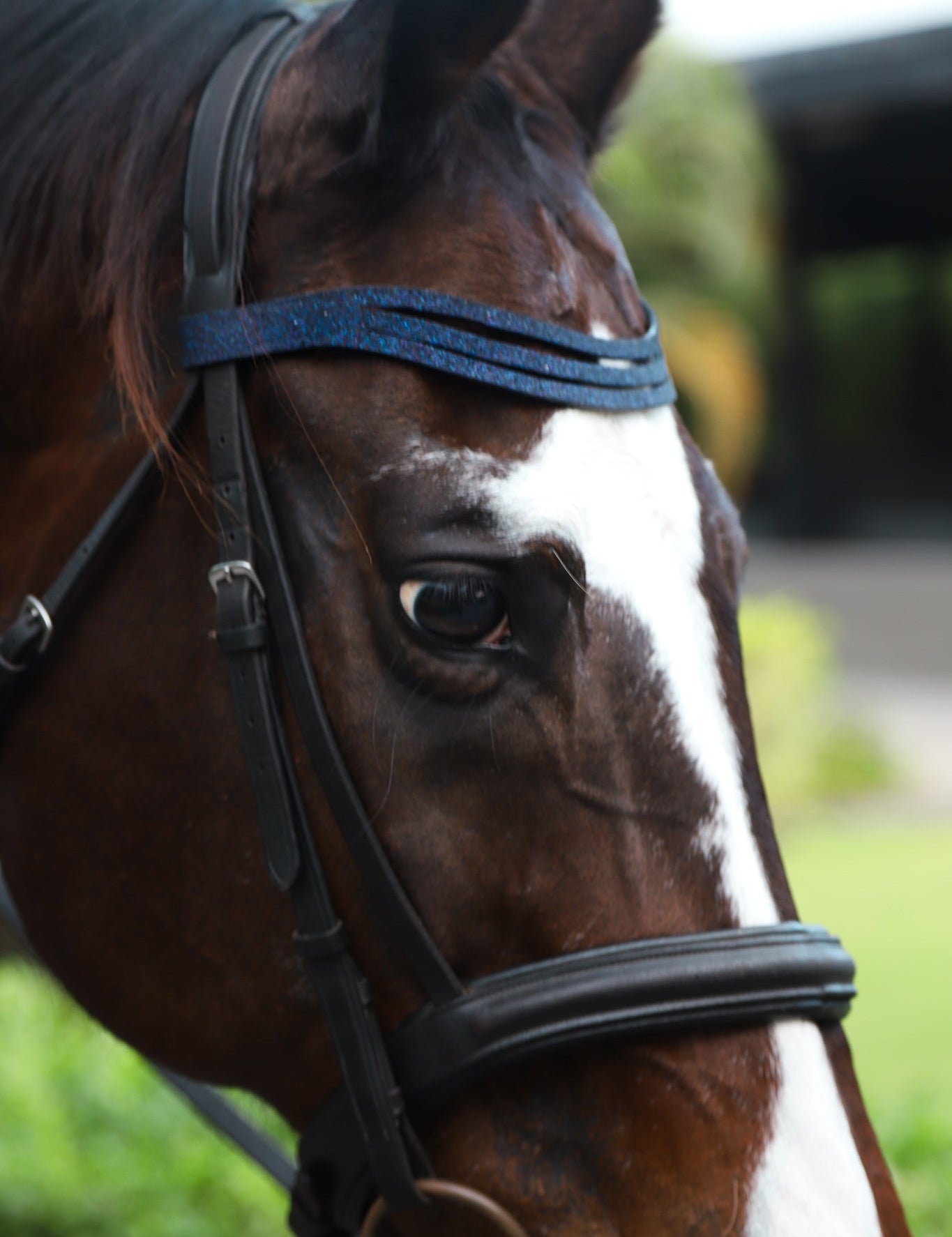 Equestroom Deep Sapphire Browband - Equestroom - Equiluxe Tack