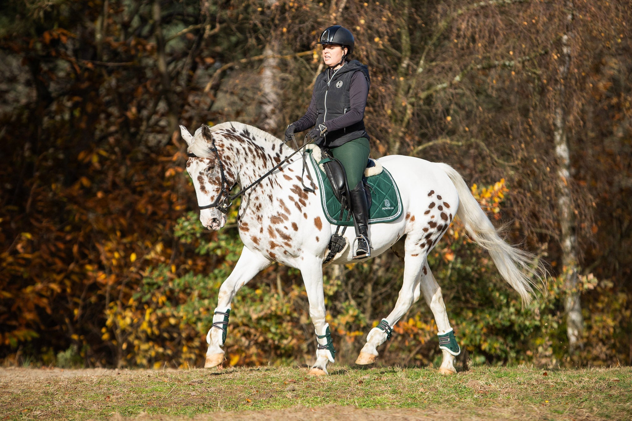 Equestroom Pine Grove Saddle Pad Set - Equestroom - Equiluxe Tack