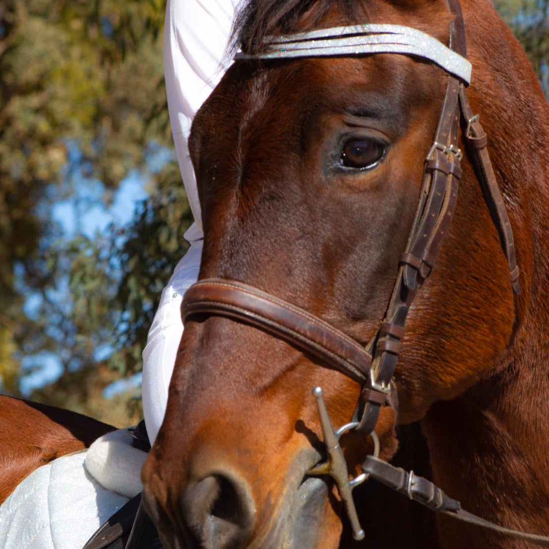 Equestroom Royal Silver Browband - Equestroom - Equiluxe Tack