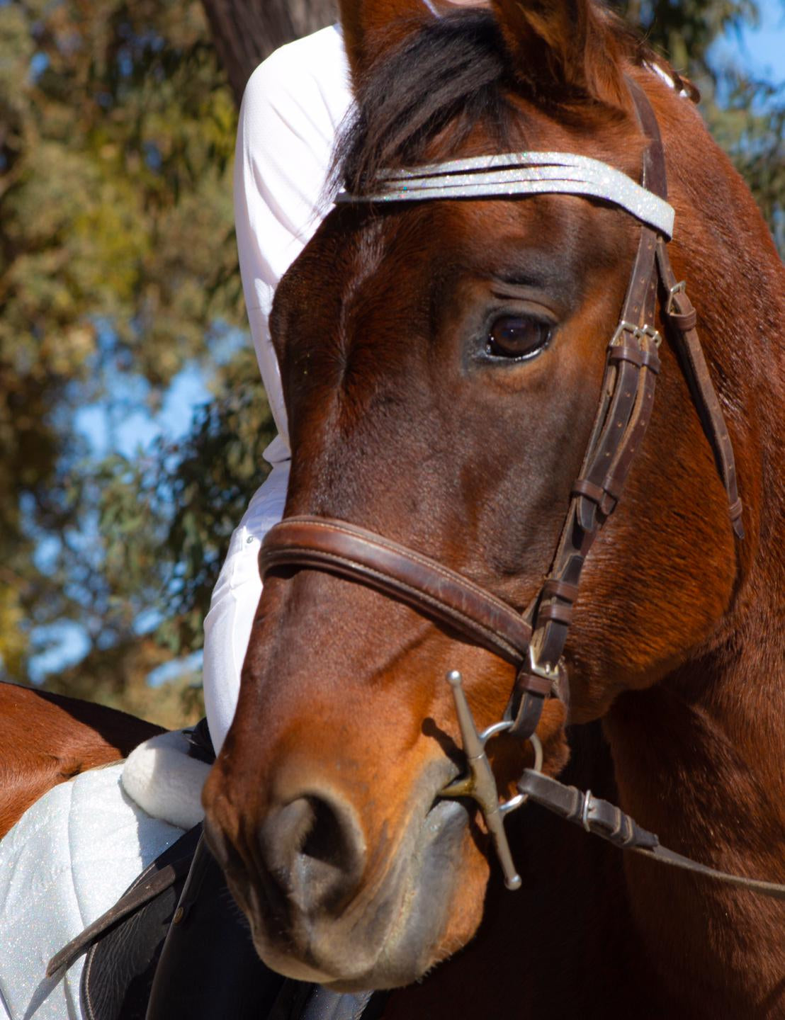 Equestroom Royal Silver Browband - Equestroom - Equiluxe Tack