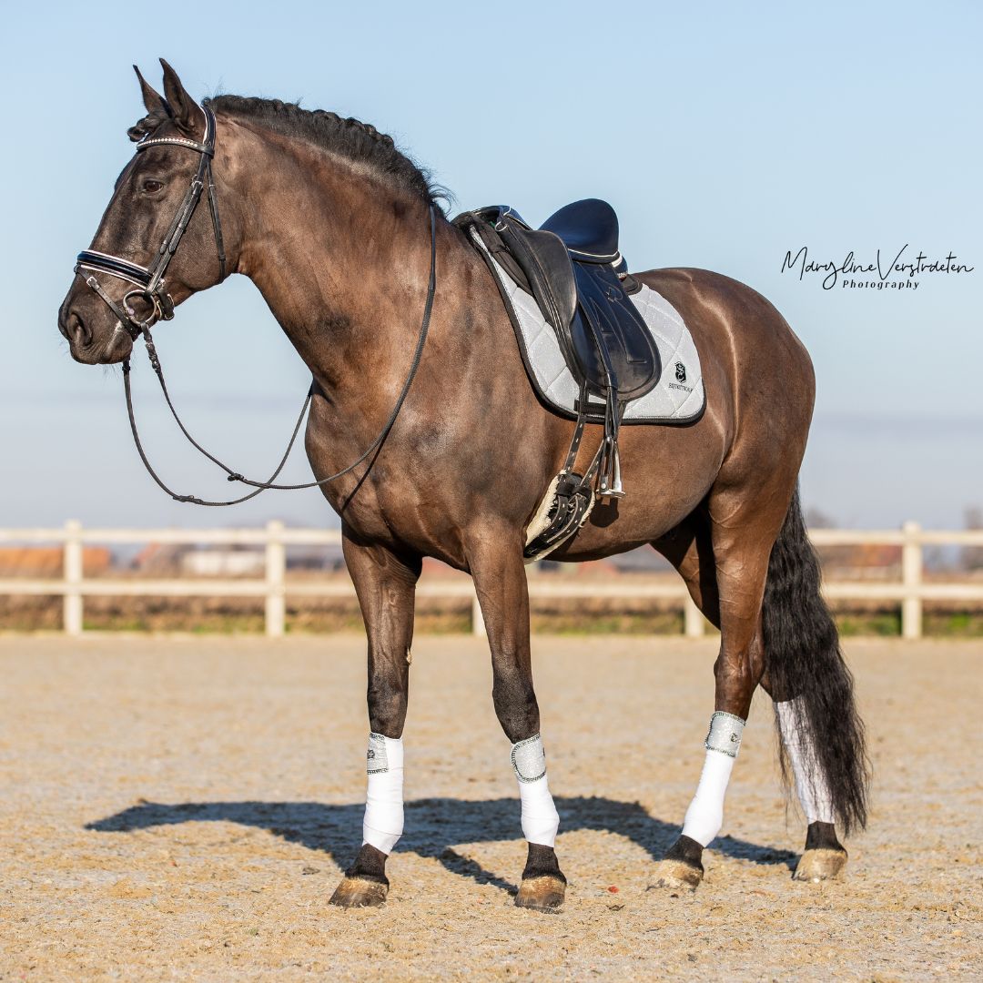 Equestroom Royal Silver Saddle Pad - Equestroom - Equiluxe Tack