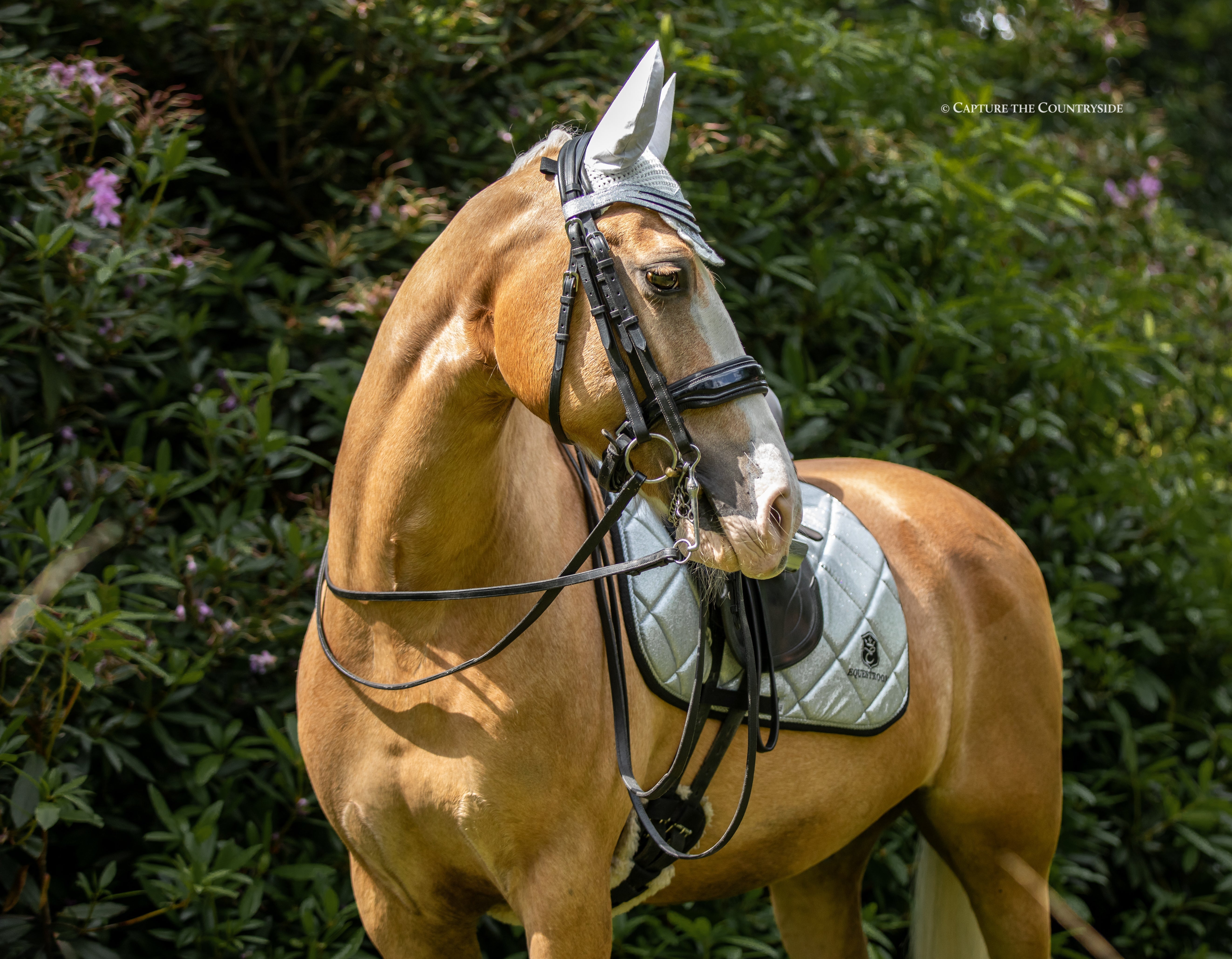 Equestroom Royal Silver Saddle Pad Set - Equestroom - Equiluxe Tack