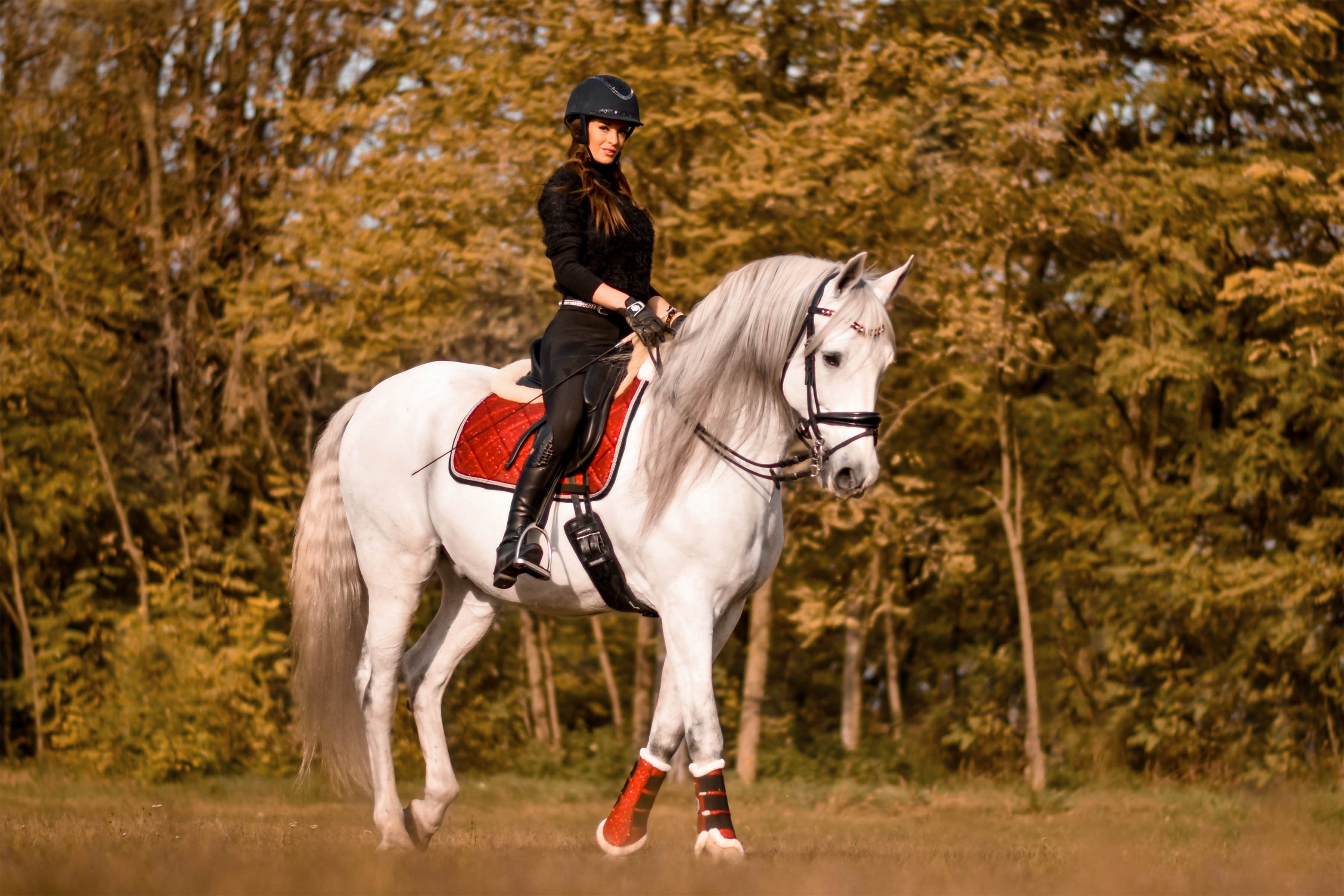 Equestroom Scarlet Red Saddle Pad - Equestroom - Equiluxe Tack