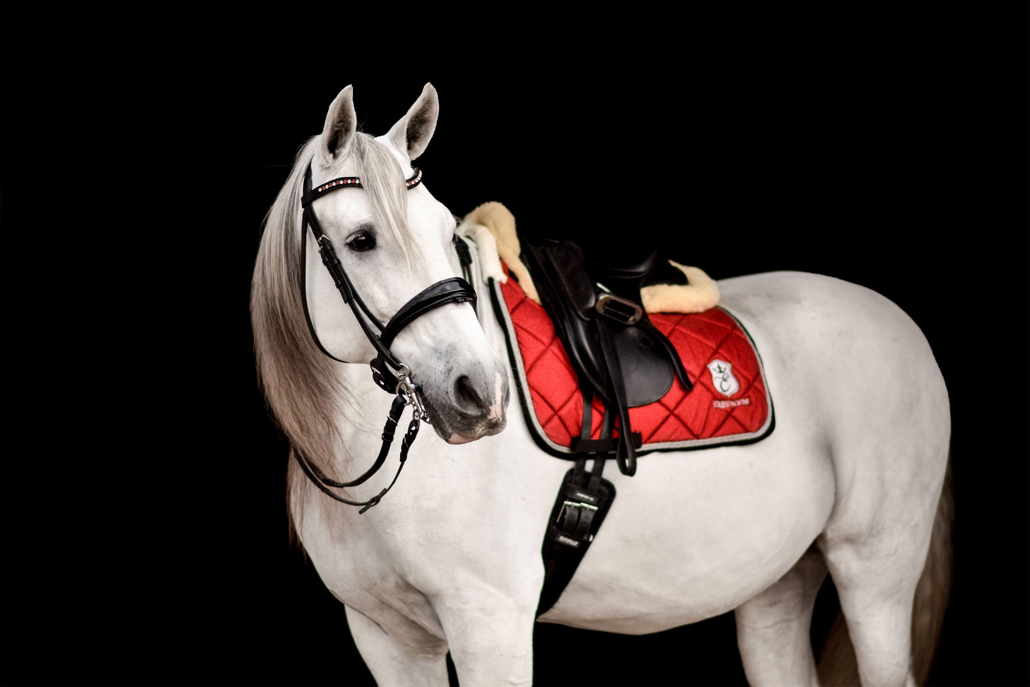 Equestroom Scarlet Red Saddle Pad - Equestroom - Equiluxe Tack