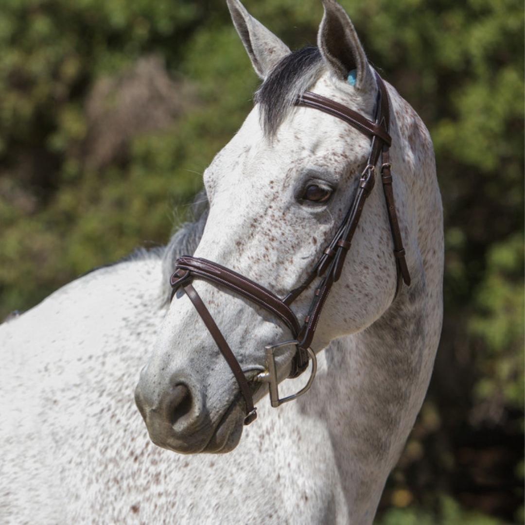 Equiluxe Fancy Stitched Monocrown Snaffle Bridle w/ Removable Flash - Equiluxe Tack - Equiluxe Tack