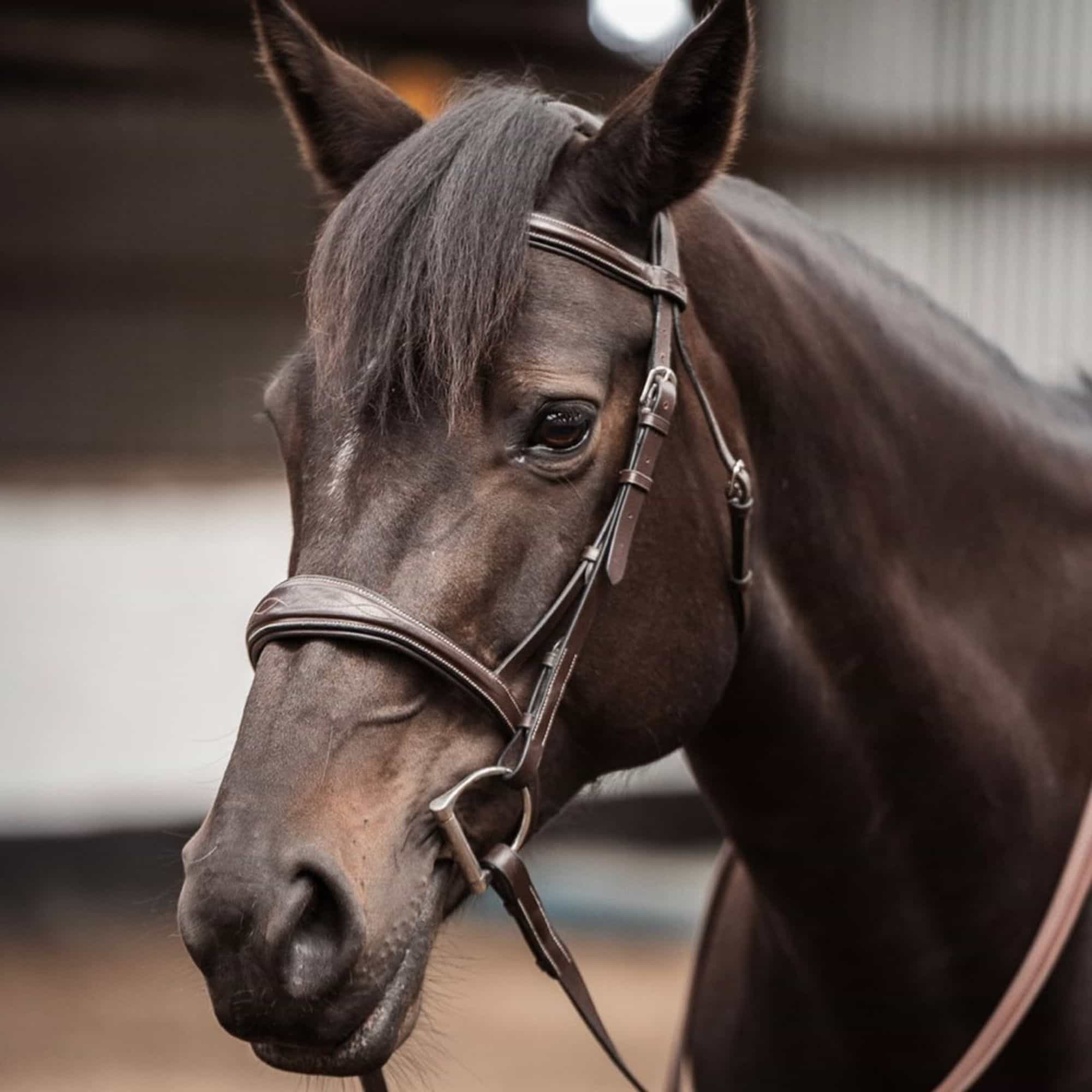 Equiluxe Fancy Stitched Raised Anatomical Hunter Bridle w/ Reins - Equiluxe Tack - Equiluxe Tack