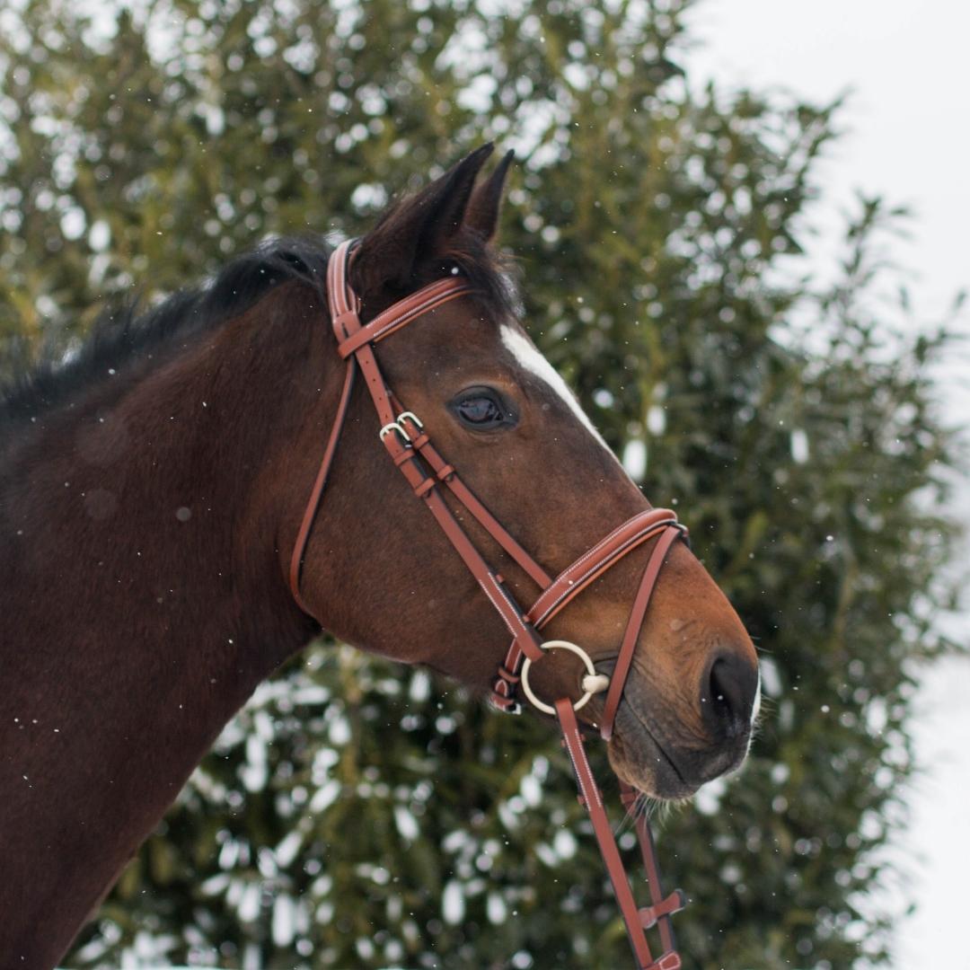 Equiluxe Pressure Relief Crown Raised Padded Jumping Bridle - Equiluxe Tack - Equiluxe Tack