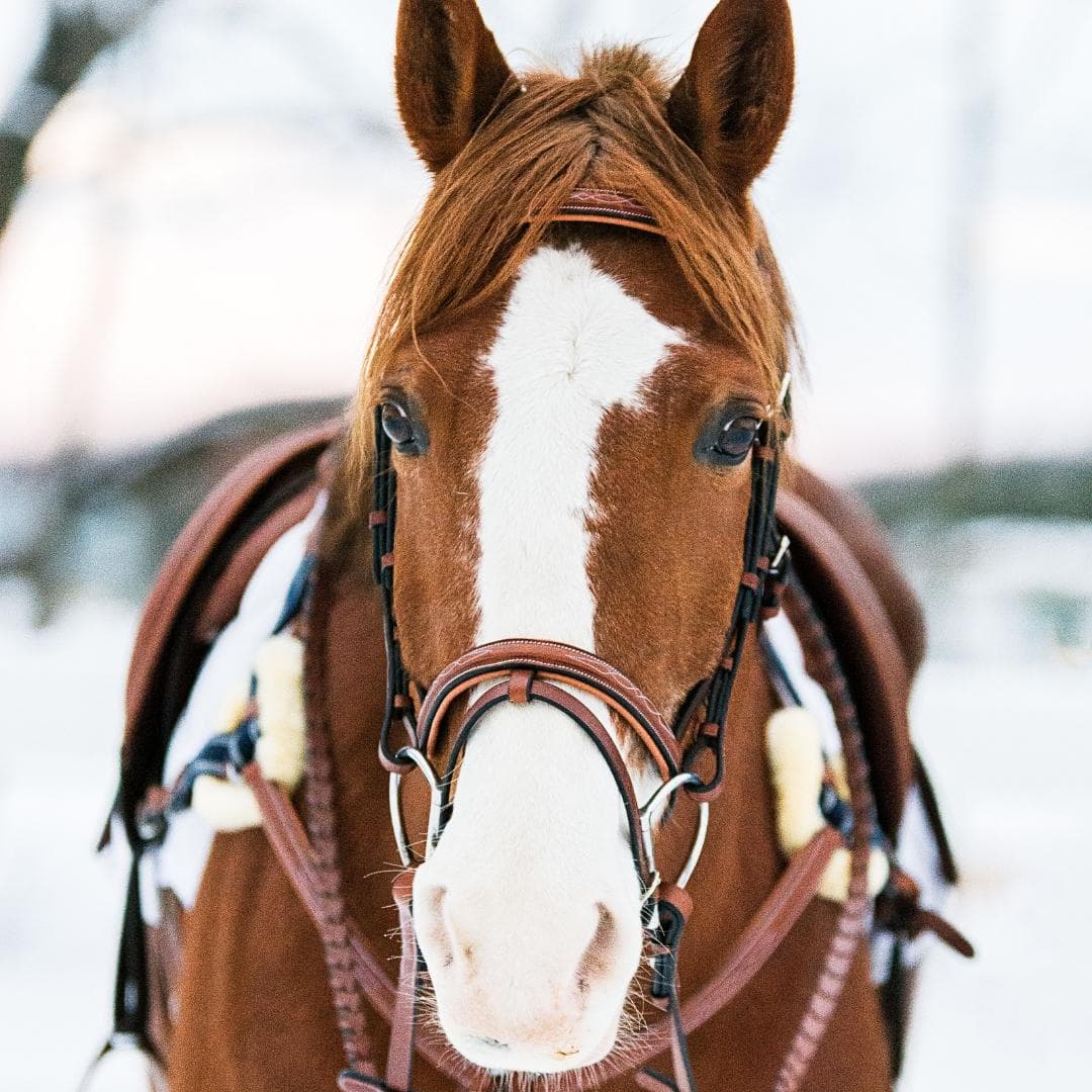 Equiluxe Twin Fancy Stitched English Snaffle Bridle - Equiluxe Tack - Equiluxe Tack