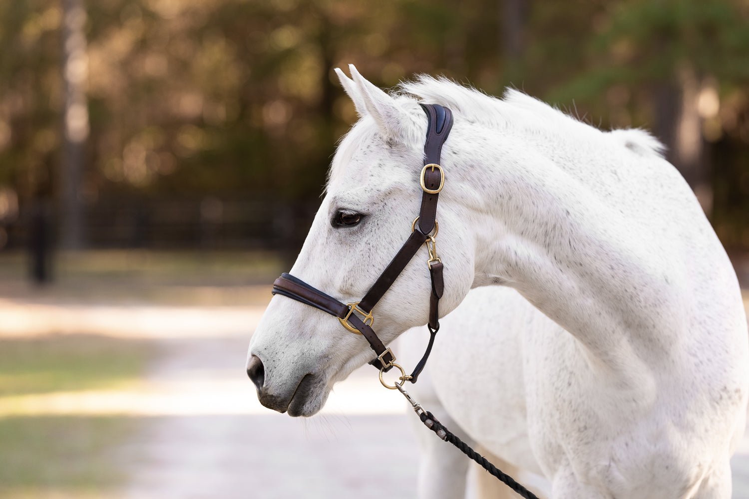 Ergonomic Halter with Black Padding - CorrectConnect - Equiluxe Tack