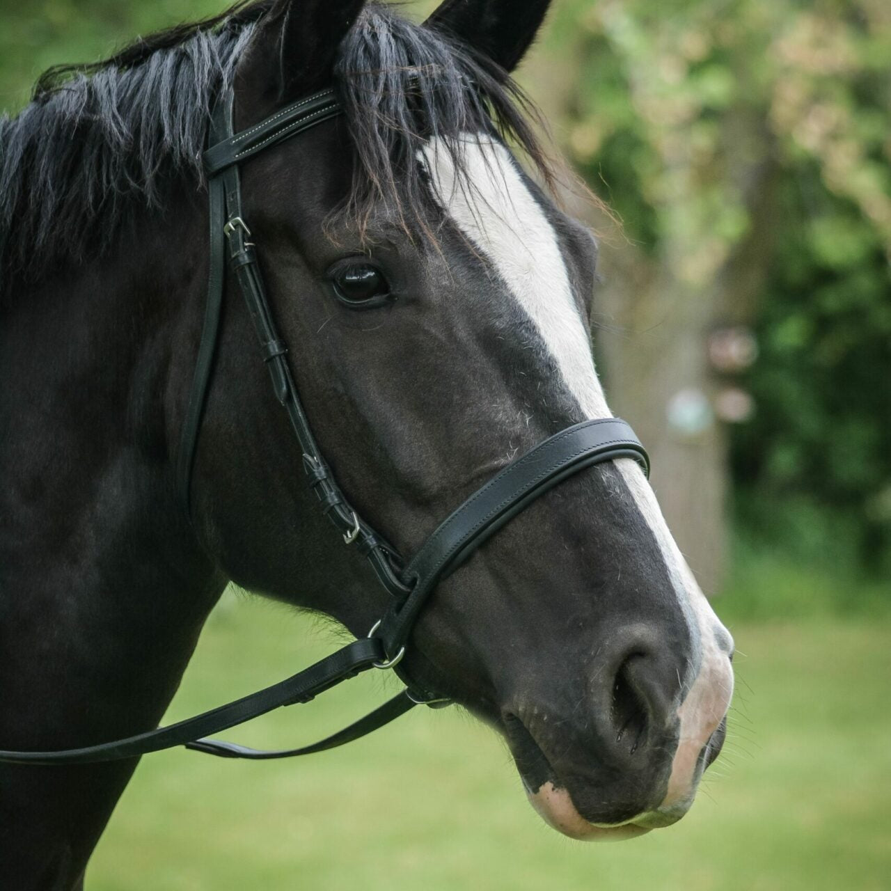 EZ Harmony Bitless Noseband Bridle Converter - Equiluxe Tack - Equiluxe Tack