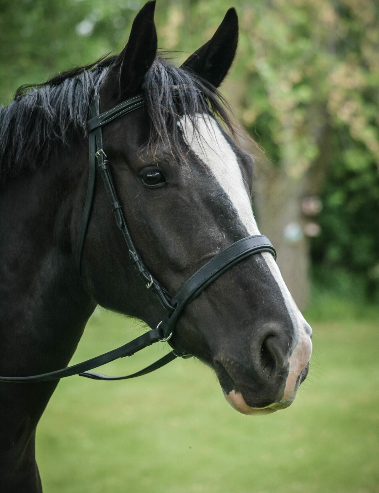 EZ Harmony Bitless Noseband Bridle Converter - Equiluxe Tack - Equiluxe Tack