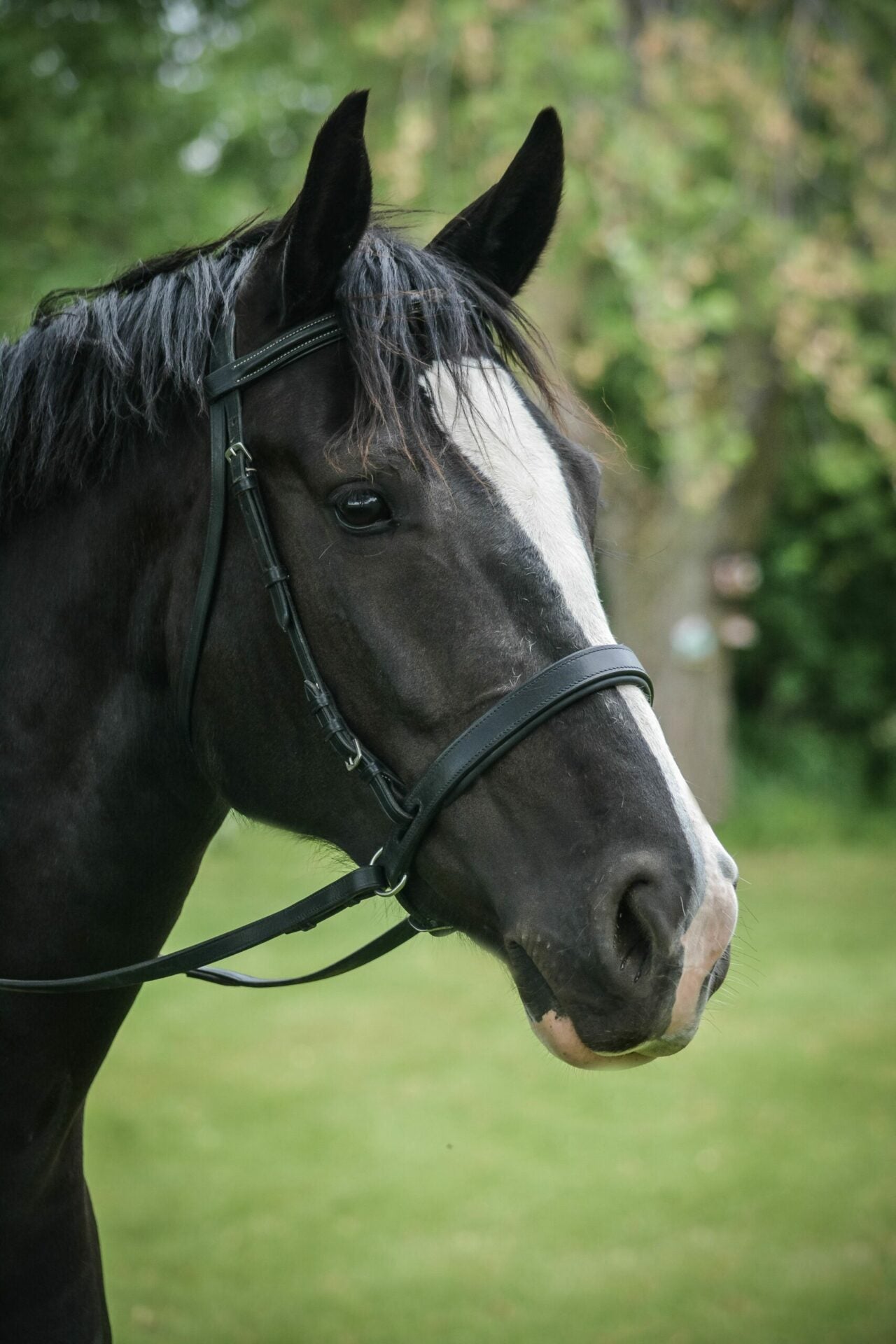 EZ Harmony Bitless Noseband Bridle Converter - Equiluxe Tack - Equiluxe Tack