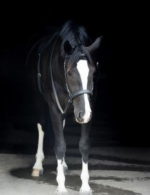 EZ Harmony Bitless Noseband Bridle Converter - Equiluxe Tack - Equiluxe Tack