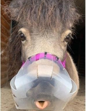 Flexible Filly Slow Feed Grazing Muzzle - Equiluxe Tack - Equiluxe Tack