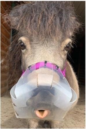 Flexible Filly Slow Feed Grazing Muzzle - Equiluxe Tack - Equiluxe Tack