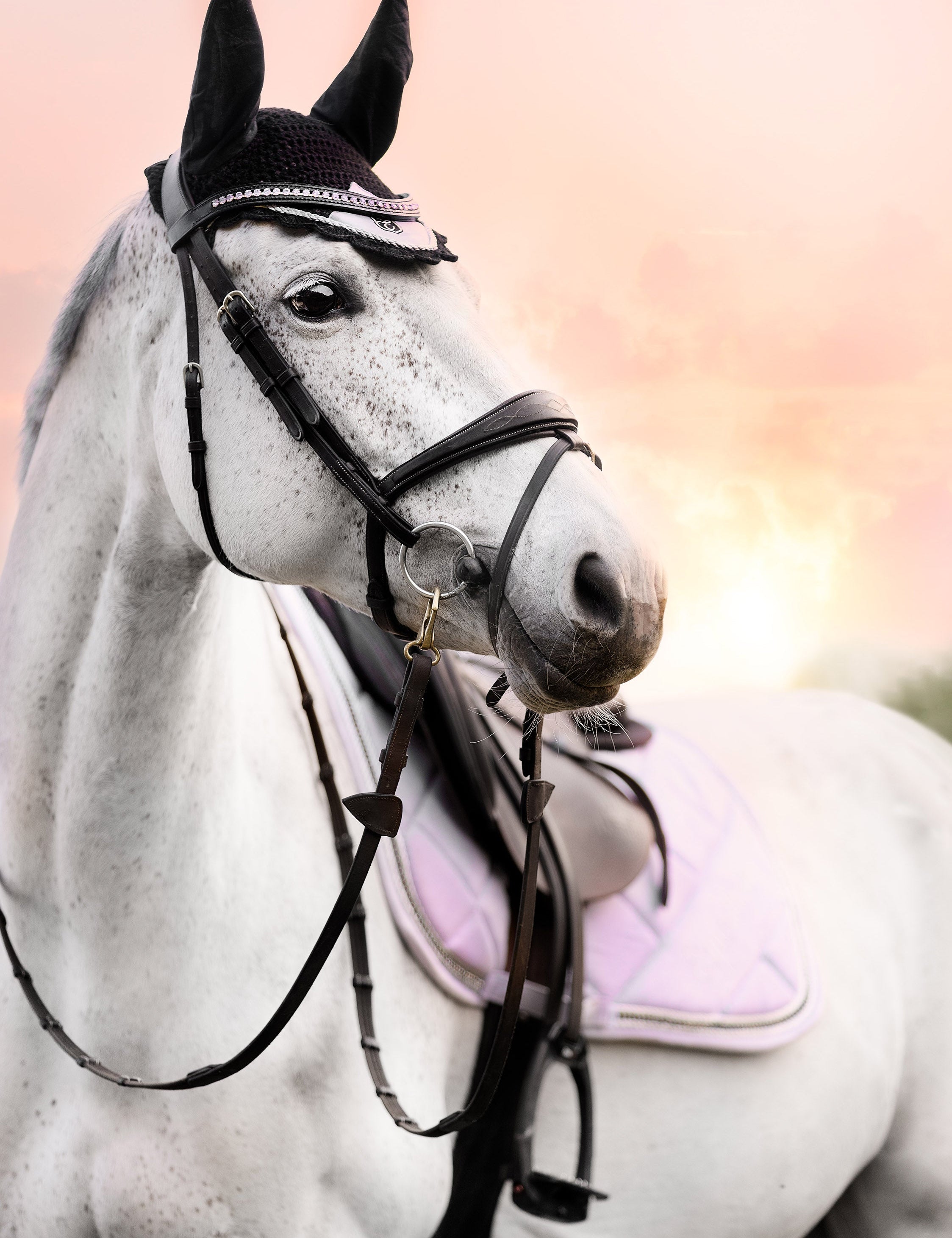 Frosted Lilac Browband - Equestroom - Equiluxe Tack