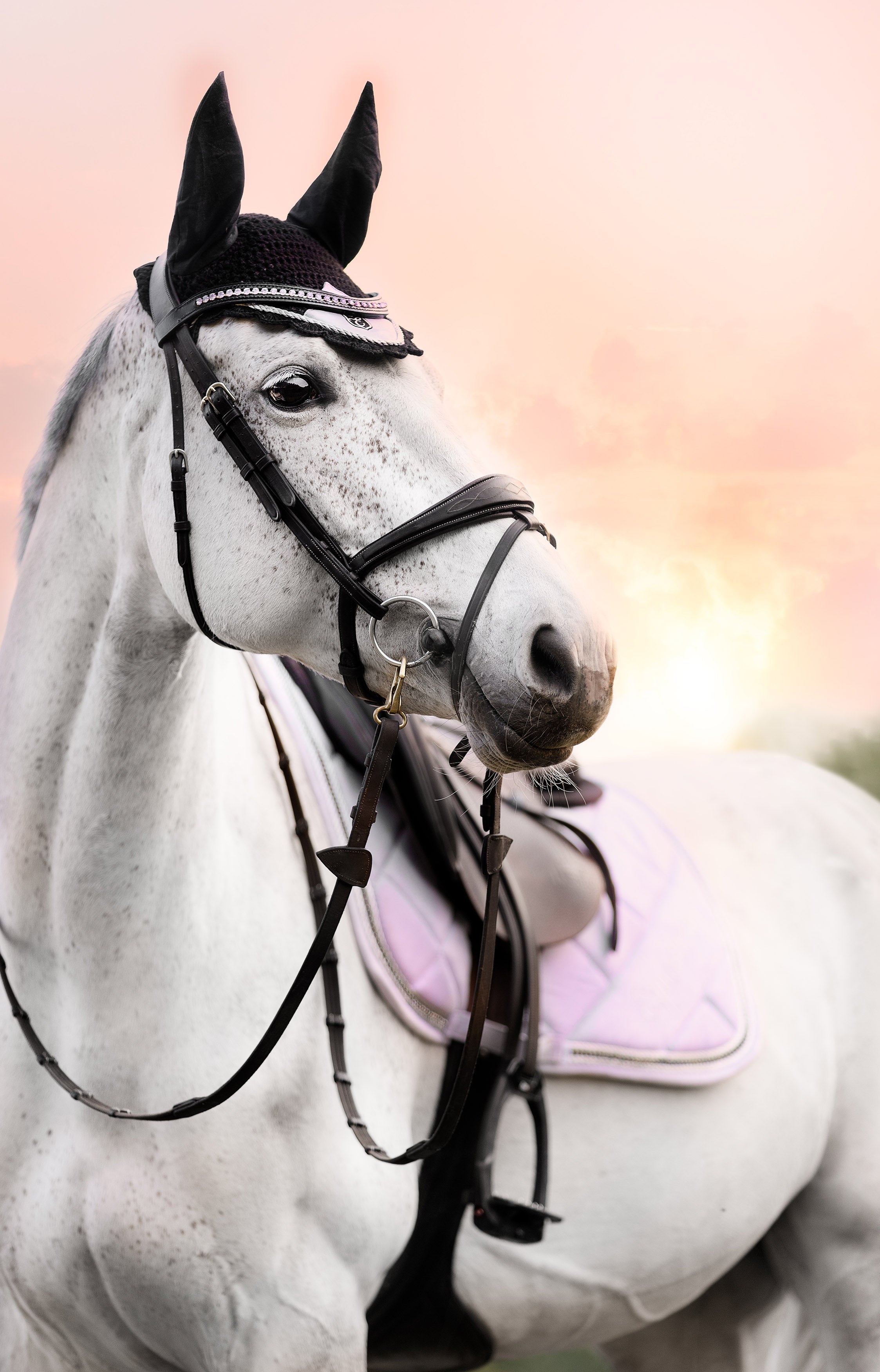 Frosted Lilac Browband - Equestroom - Equiluxe Tack