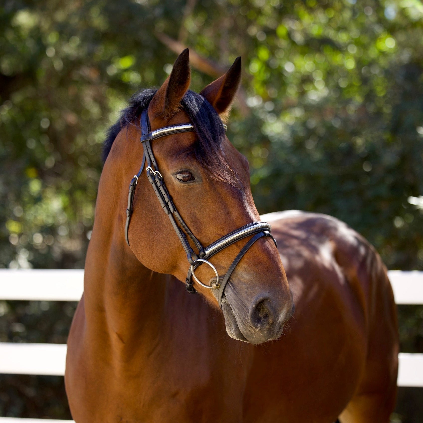 Galway Bridle - Wide Silver Clincher Jumper Bridle - Halter Ego® - Equiluxe Tack