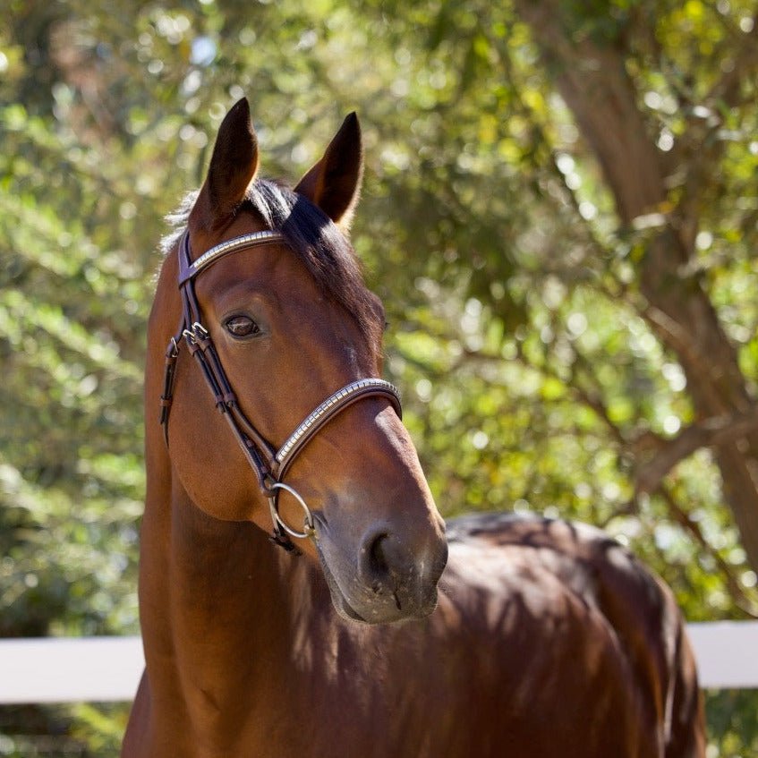 Galway Bridle - Wide Silver Clincher Jumper Bridle - Halter Ego® - Equiluxe Tack