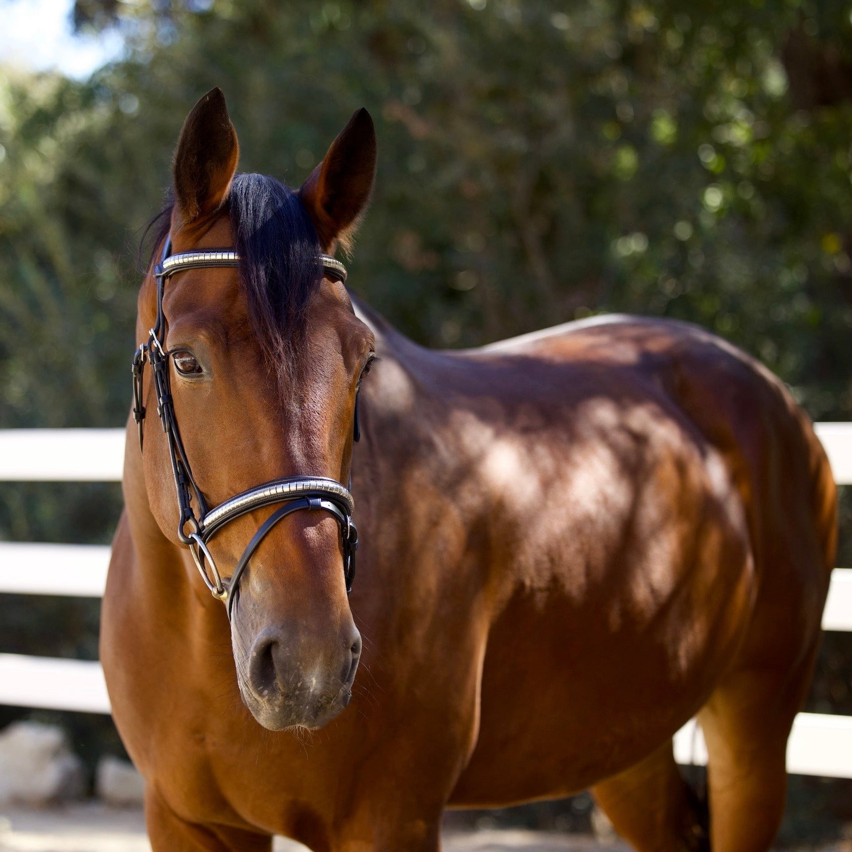 Galway Bridle - Wide Silver Clincher Jumper Bridle - Halter Ego® - Equiluxe Tack