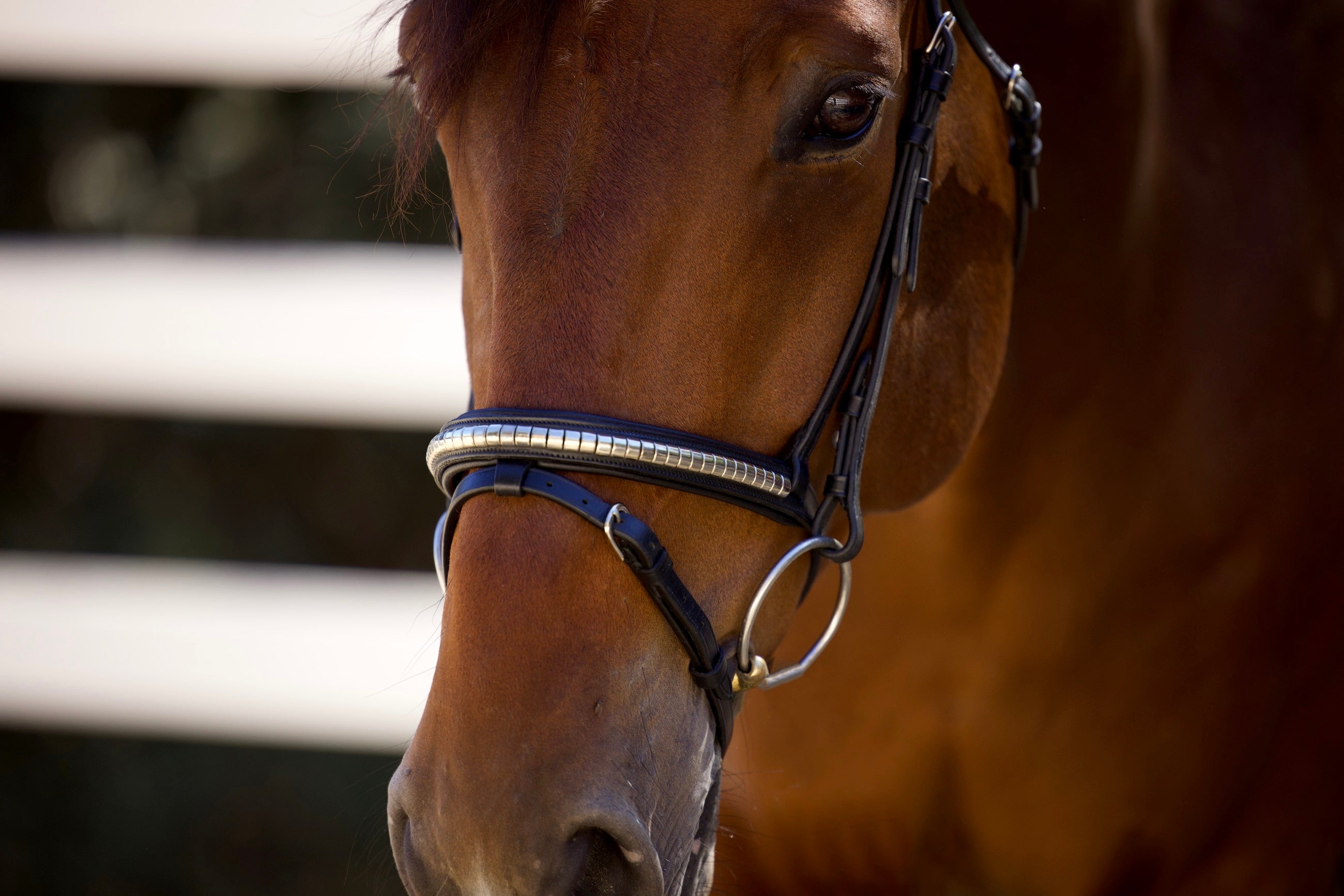 Galway Bridle - Wide Silver Clincher Jumper Bridle - Halter Ego® - Equiluxe Tack