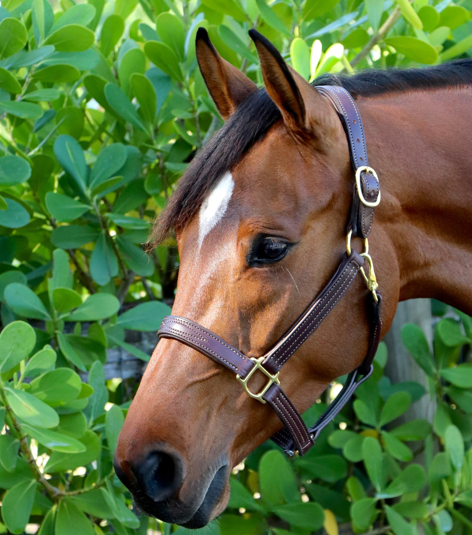 GHC Padded Halter - Remarkable Leather Goods - Equiluxe Tack