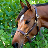 GHC Padded Halter - Remarkable Leather Goods - Equiluxe Tack