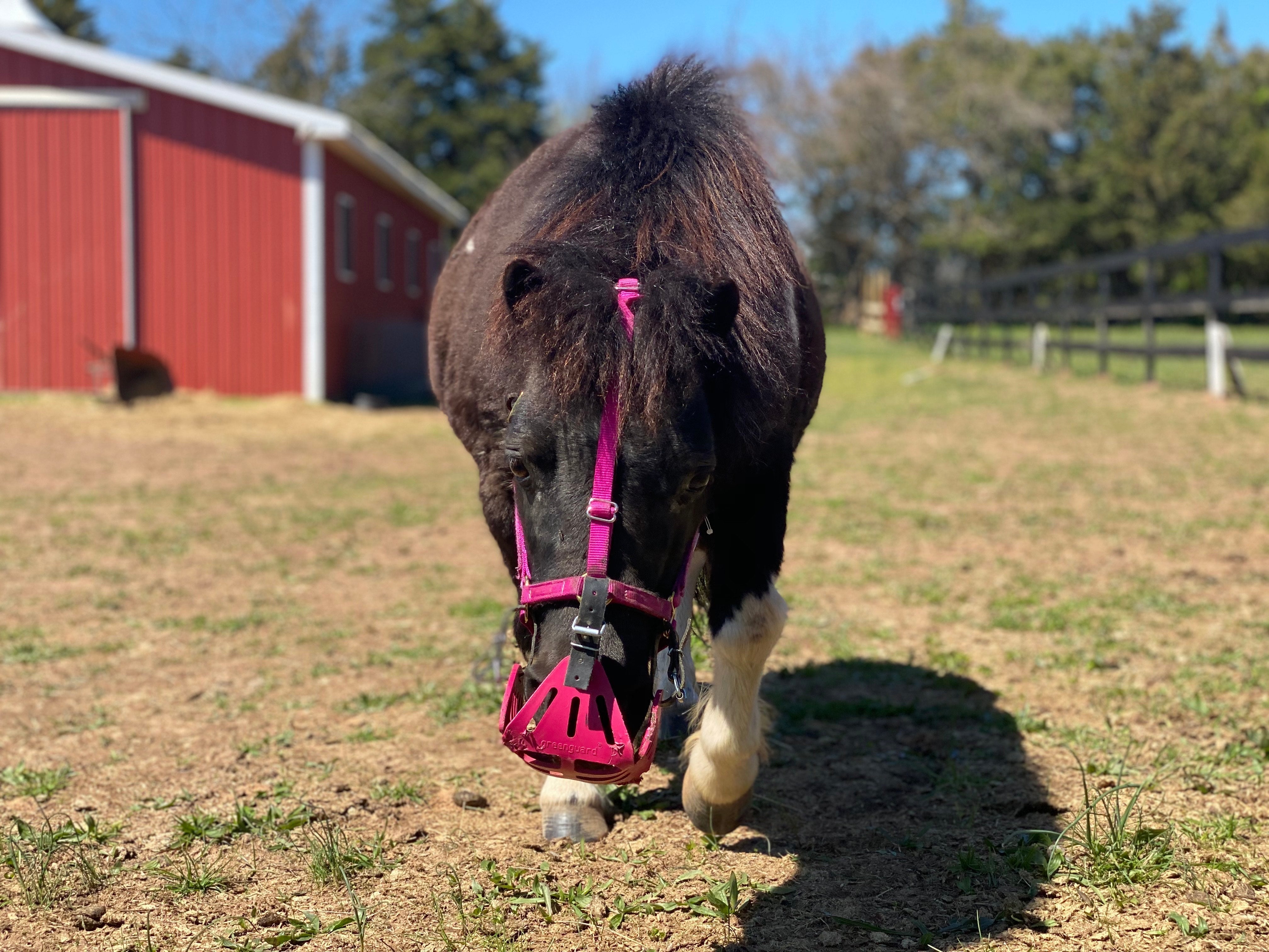 GreenGuard Grazing Muzzle - GG Equine - Equiluxe Tack