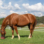 GreenGuard Grazing Muzzle - GG Equine - Equiluxe Tack