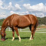 GreenGuard Grazing Muzzle - GG Equine - Equiluxe Tack