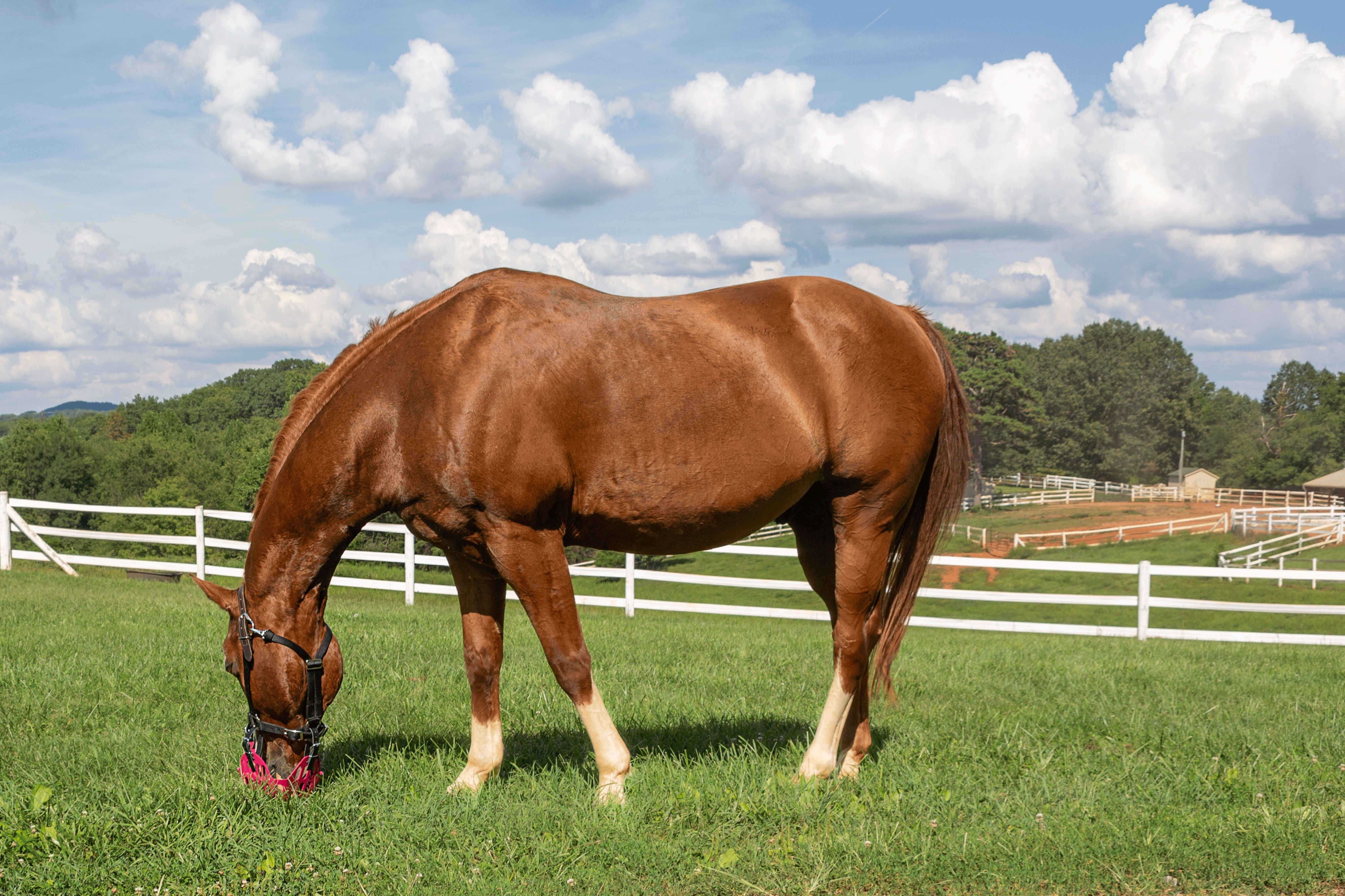 GreenGuard Grazing Muzzle - GG Equine - Equiluxe Tack