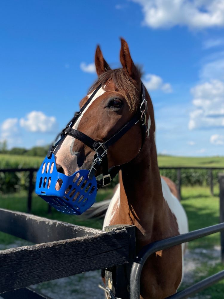 GreenGuard Grazing Muzzle - GG Equine - Equiluxe Tack