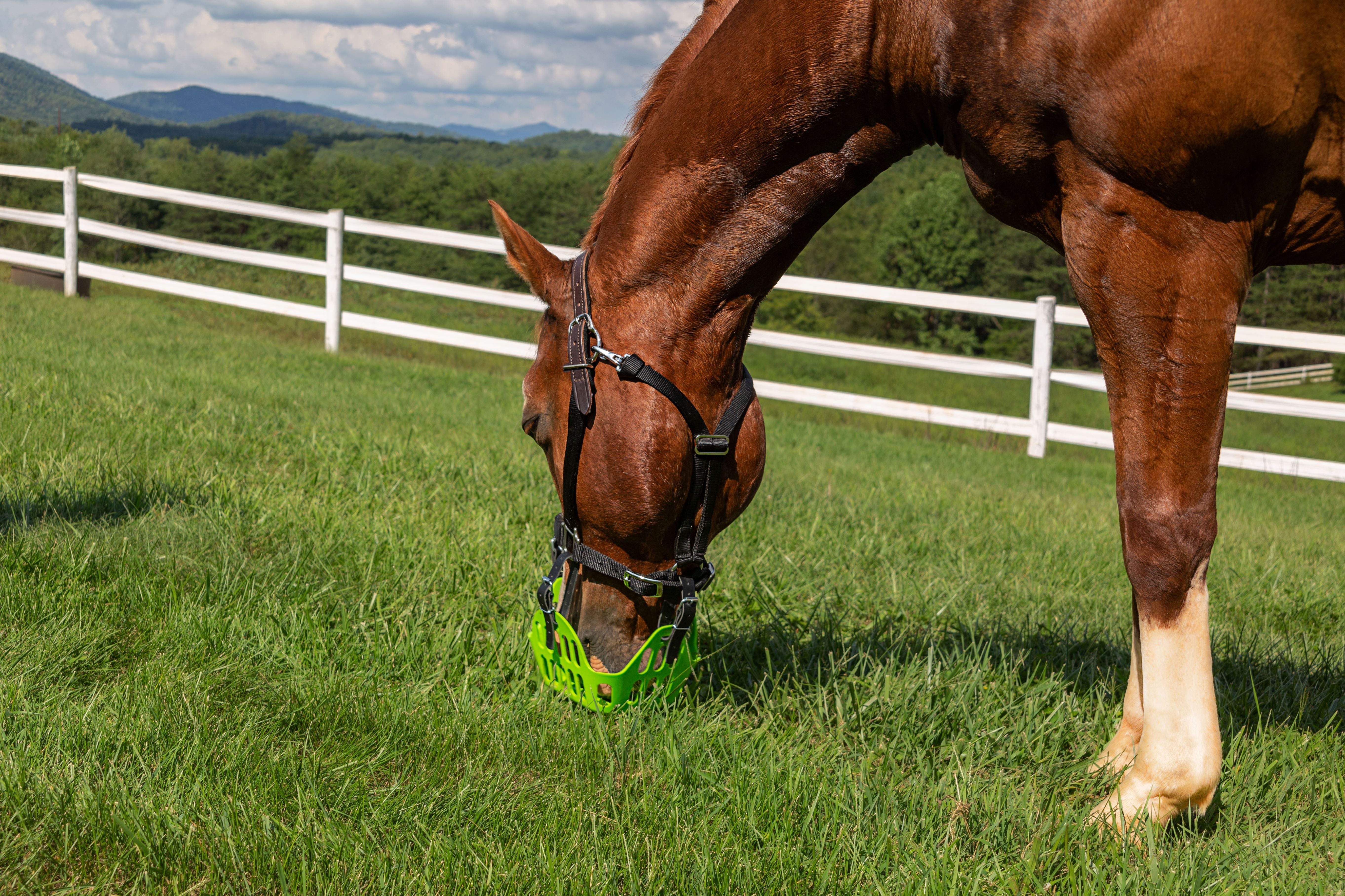 GreenGuard Grazing Muzzle - GG Equine - Equiluxe Tack