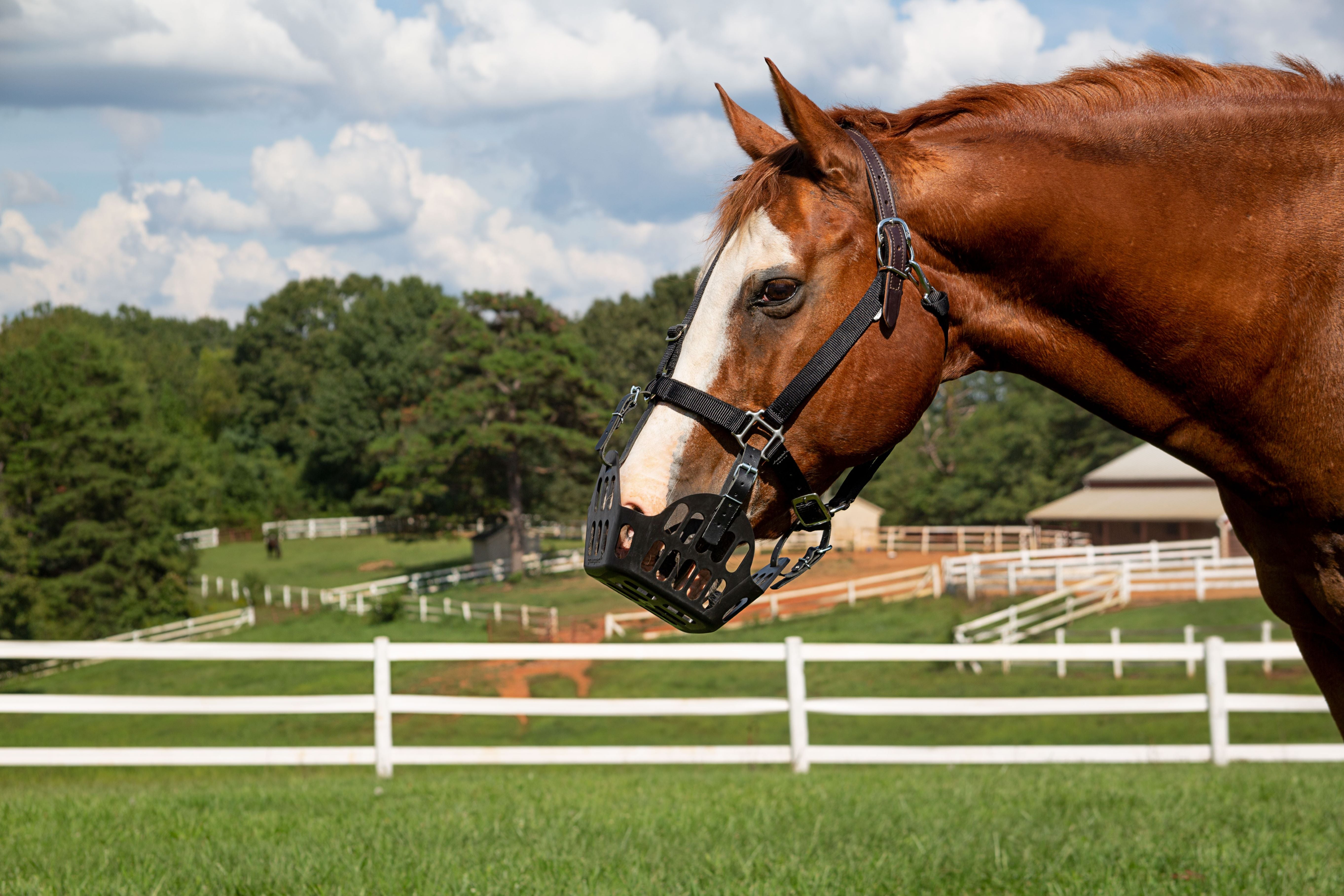 GreenGuard Grazing Muzzle - GG Equine - Equiluxe Tack