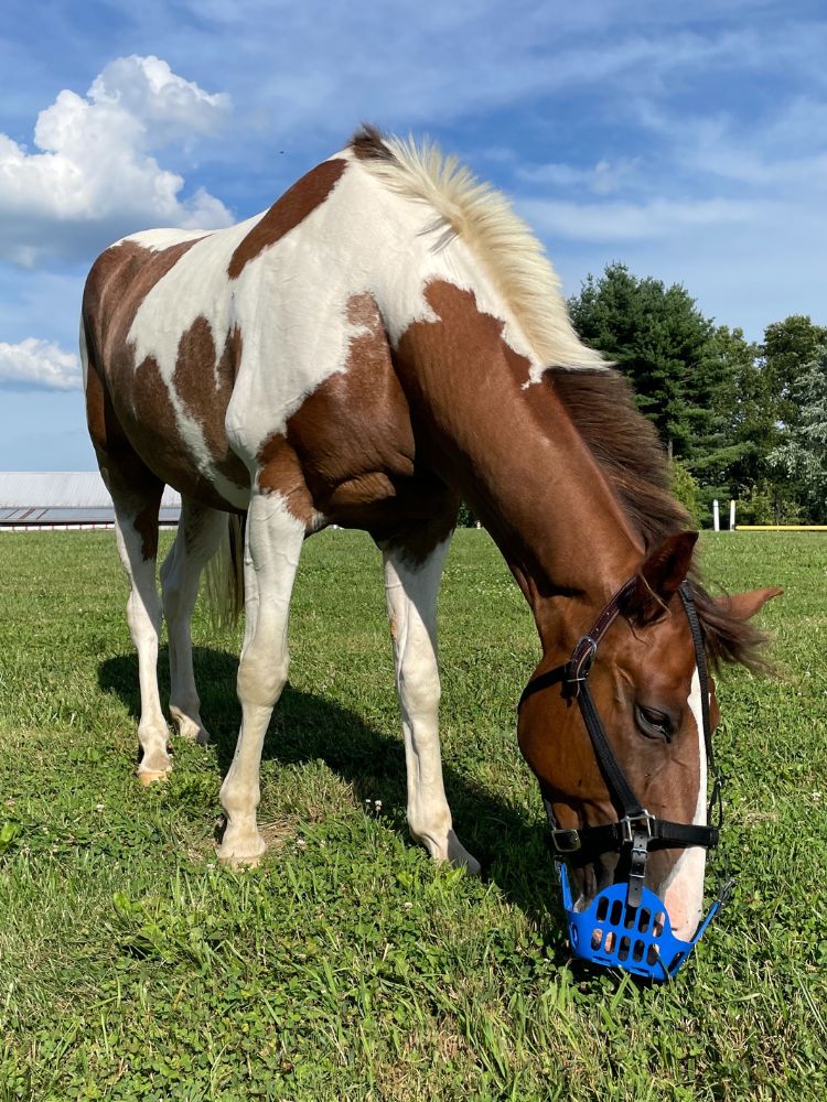 GreenGuard Grazing Muzzle - GG Equine - Equiluxe Tack