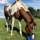 GreenGuard Grazing Muzzle - GG Equine - Equiluxe Tack