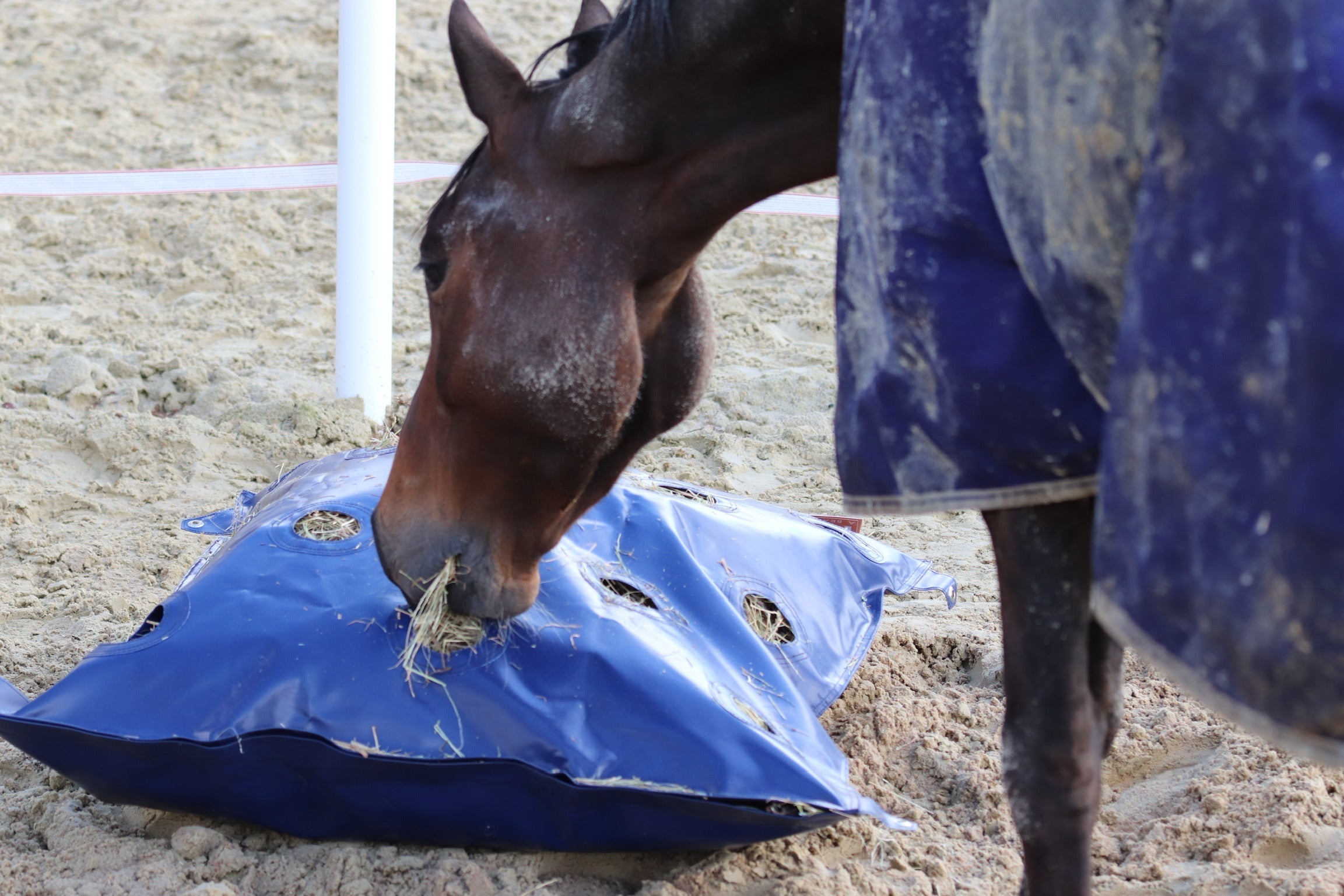 GreenGuard HayPlay Slow Feed Bag XL - GG Equine - Equiluxe Tack